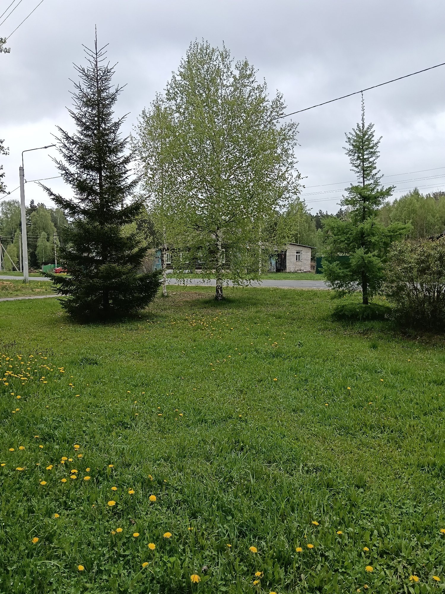 The image shows a green grassy area with dandelions. There are three trees: a dark green spruce on the left, a birch in the center, and a lighter green spruce on the right. A gray, overcast sky is visible above. A small building can be seen in the background behind the birch tree. Utility poles and wires run across the top of the frame. A road and other buildings are partially visible in the distance.