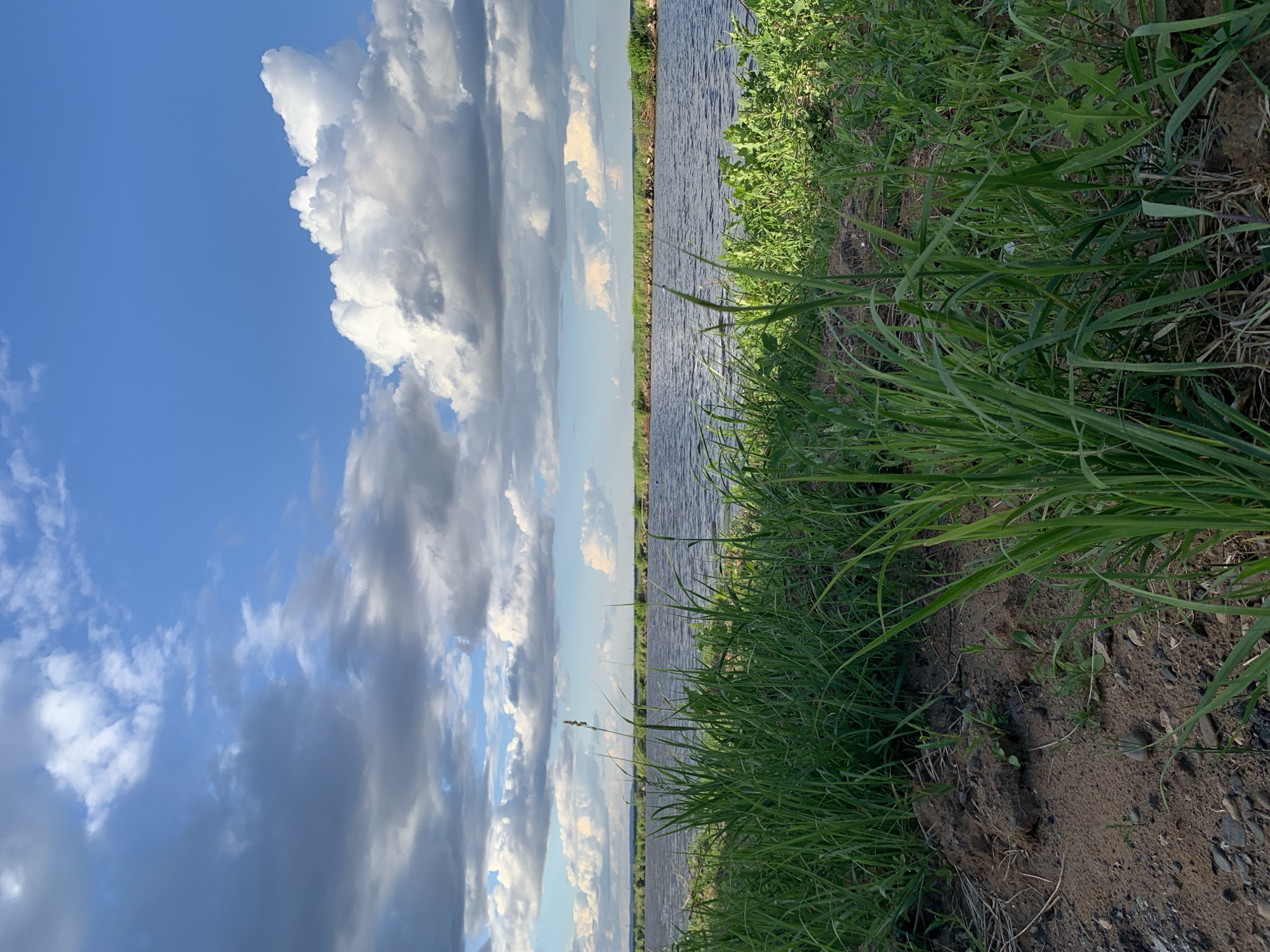 The image captures a scenic view of the Kama River in Chaikovsky, Russia, under a dynamic sky. The foreground is dominated by tall, vibrant green grass and dry straw, growing out of dark soil and small stones. Beyond this grassy bank, the tranquil, dark blue water of the Kama River stretches out, its surface rippled by a gentle breeze. The far bank of the river is lined with a strip of vegetation, appearing as a distant, darker green line against the horizon.
The sky above is a dramatic canvas of blues and whites. Large, fluffy white cumulus clouds are scattered across the expanse, contrasting with patches of lighter blue sky. Darker, more diffused clouds are also present, suggesting variable weather conditions. The lighting suggests it is either late afternoon or early evening, with the sun casting a soft glow on the scene. There are no people or man-made structures visible in the frame, emphasizing the natural beauty of the river and its surroundings. The overall impression is one of peaceful, natural solitude.