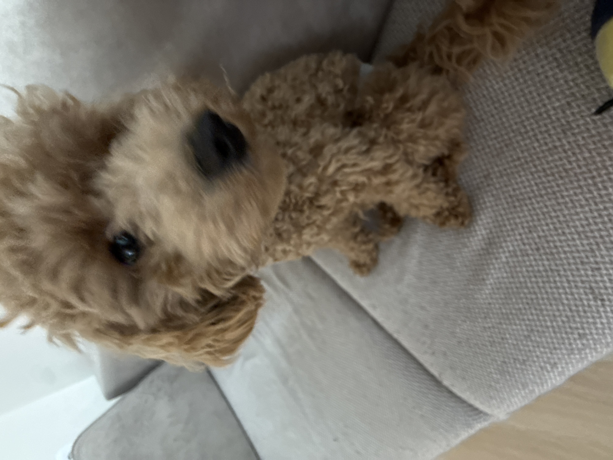A light brown poodle with curly fur sits on a grey couch. The dog's head is tilted slightly, and its eyes are looking towards the camera. The background is blurred, but it appears to be an indoor setting. There is no indication of the city of Pervomaysky, Russia in this image.