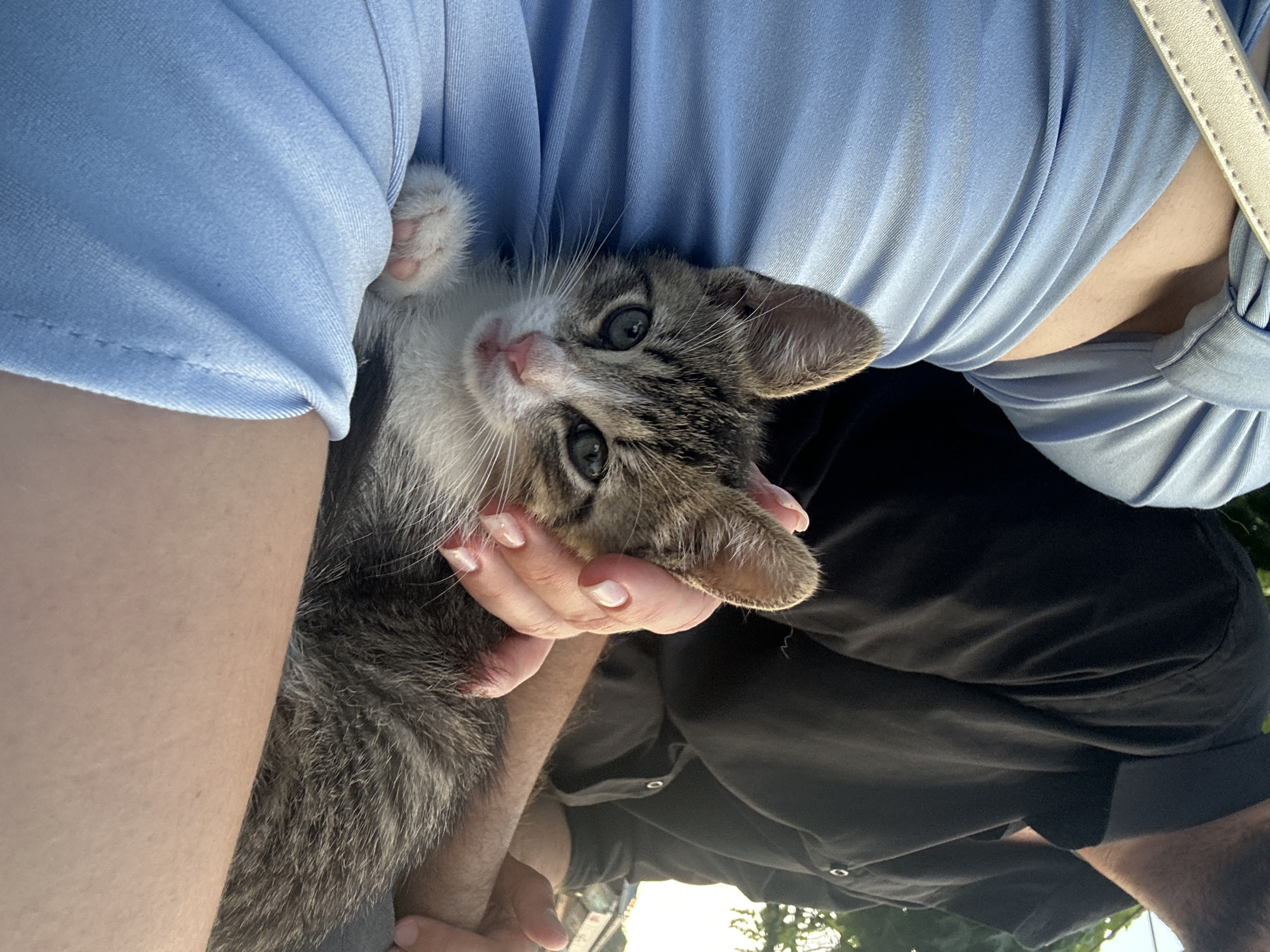 In Boreti, Montenegro, a kitten with tabby markings and green eyes rests in the lap of a person wearing a light blue dress. The kitten is held by gentle hands, and another hand from a person in a black shirt is visible nearby. The background suggests an outdoor setting, possibly a park or garden, with trees and a hint of urban architecture in the distance. The lighting indicates it is daytime.