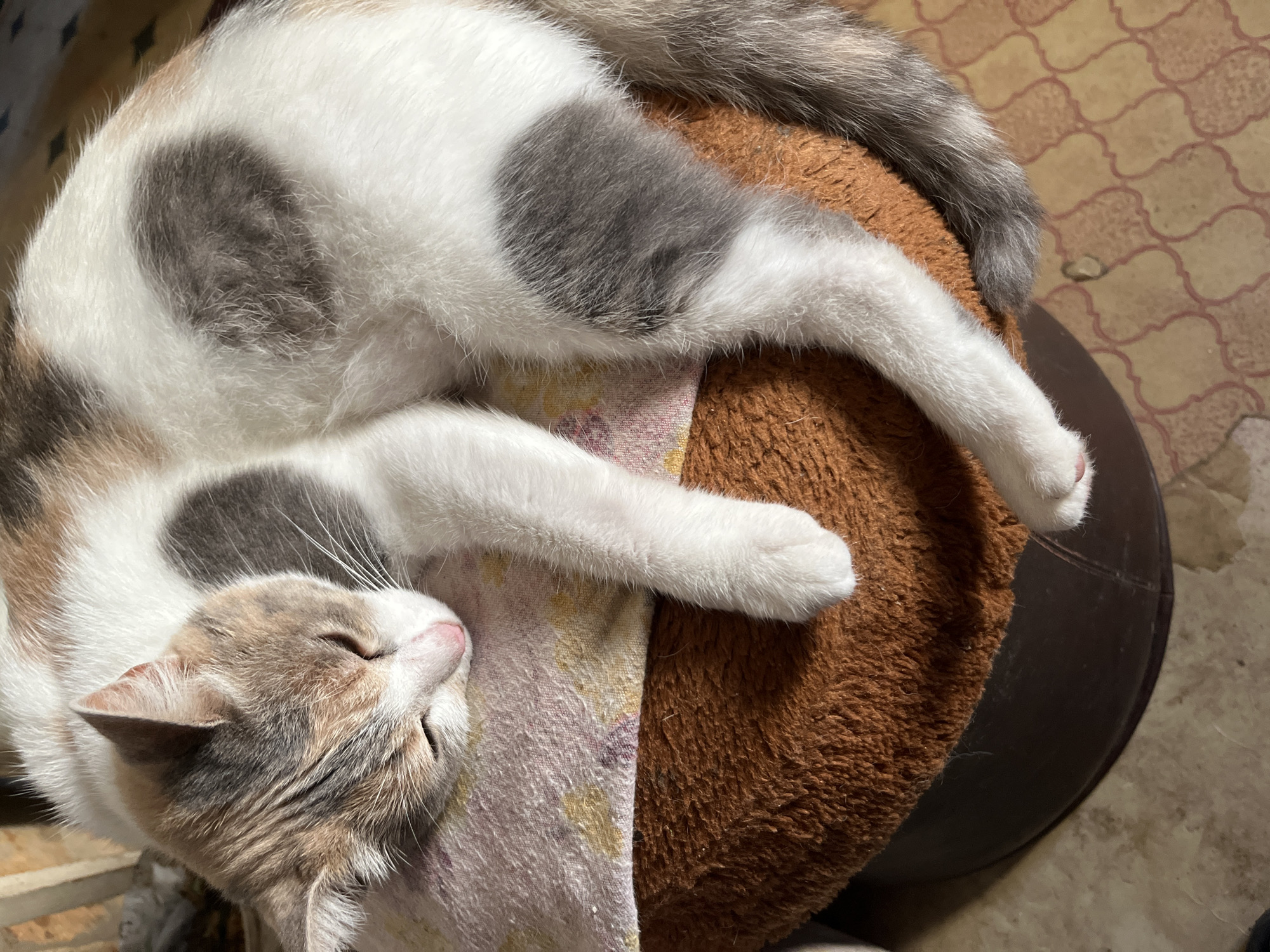A calico cat is sleeping curled up on a brown, textured cushion. The cat has white, grey, and orange patches of fur. It is lying on its side with its eyes closed and its head resting on a pink and white patterned fabric. One of its front paws is extended, and its hind legs are tucked beneath its body. The cushion is placed on a dark, round object, possibly a stool or ottoman. The background shows a tiled floor and a wall with a textured surface, suggesting an indoor environment. The scene appears to be domestic, and there is no indication of its specific location within the city of Dnipro, Ukraine.