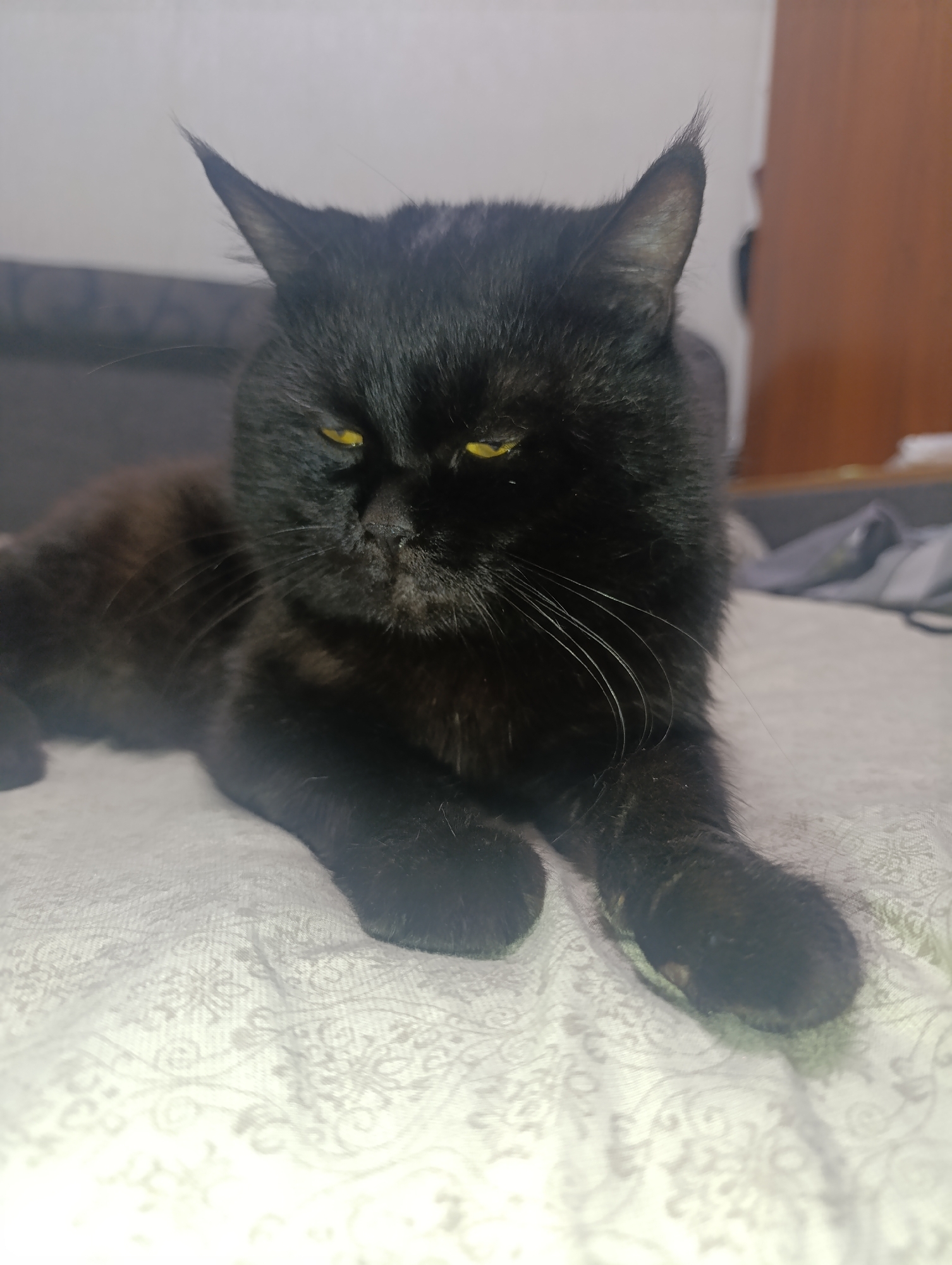 A black cat with yellow eyes is lying on a patterned white surface. The cat is facing forward, with its head slightly tilted. The background is blurred and appears to be an indoor setting with furniture. There is no indication of the city of Zlatopil, Ukraine, or any specific location details. The image is a close-up portrait of the cat.