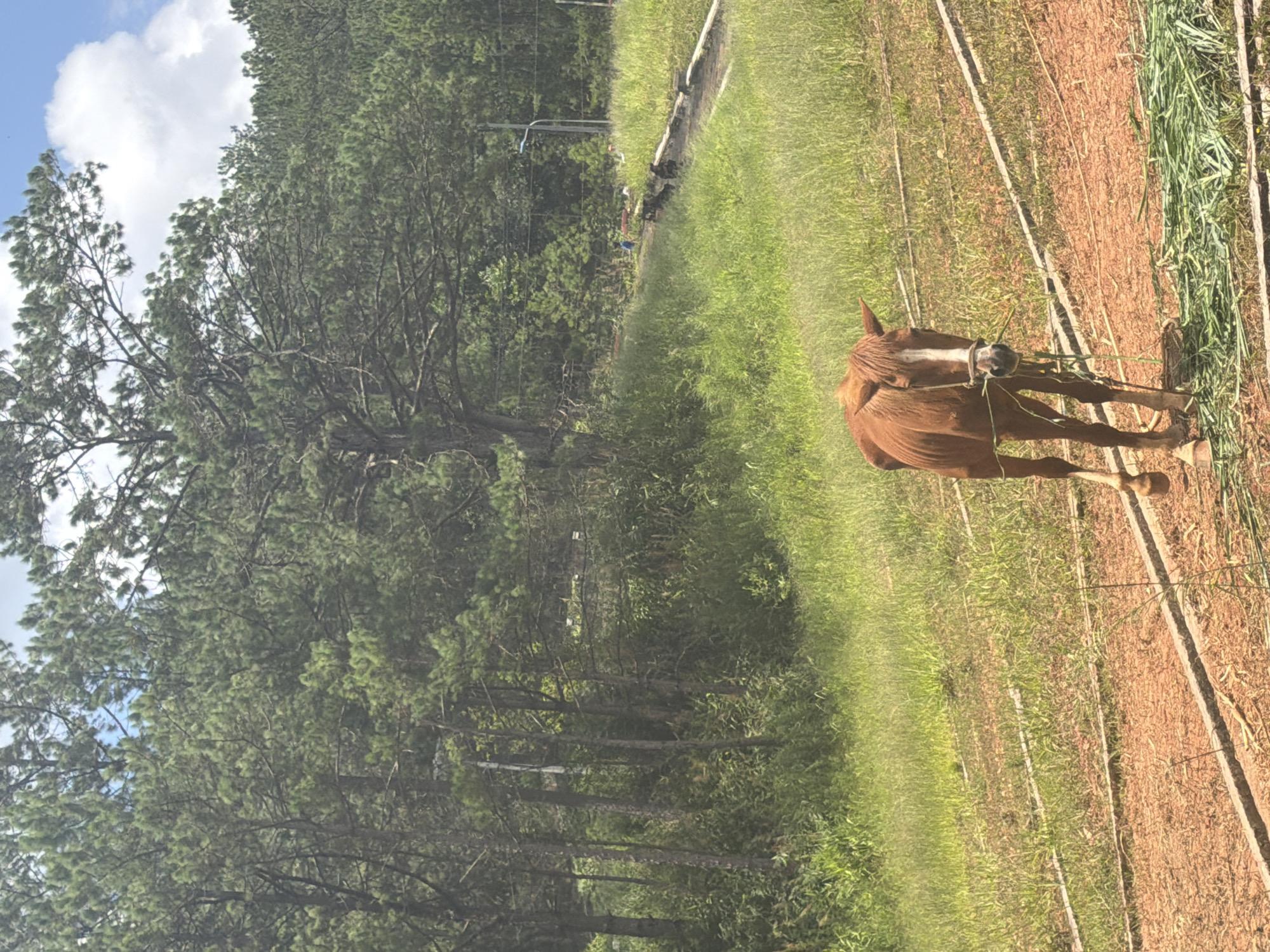 The image depicts a brown horse standing in a field of dry, reddish soil bordered by concrete channels. The horse is facing the camera, with a white blaze on its forehead and a halter around its head. In front of the horse is a pile of cut green grass. The field transitions into a grassy area with tall weeds, and further in the background, a pathway is visible winding uphill. A lamppost stands to the right of the pathway, and several indistinct figures, possibly people, are seen in the middle distance near the pathway. The background is dominated by a dense forest of pine trees, characteristic of the highlands around Da Lat, Vietnam. The sky above is partly cloudy. The scene appears to be an outdoor equestrian area or a rural setting on the outskirts of Da Lat.
