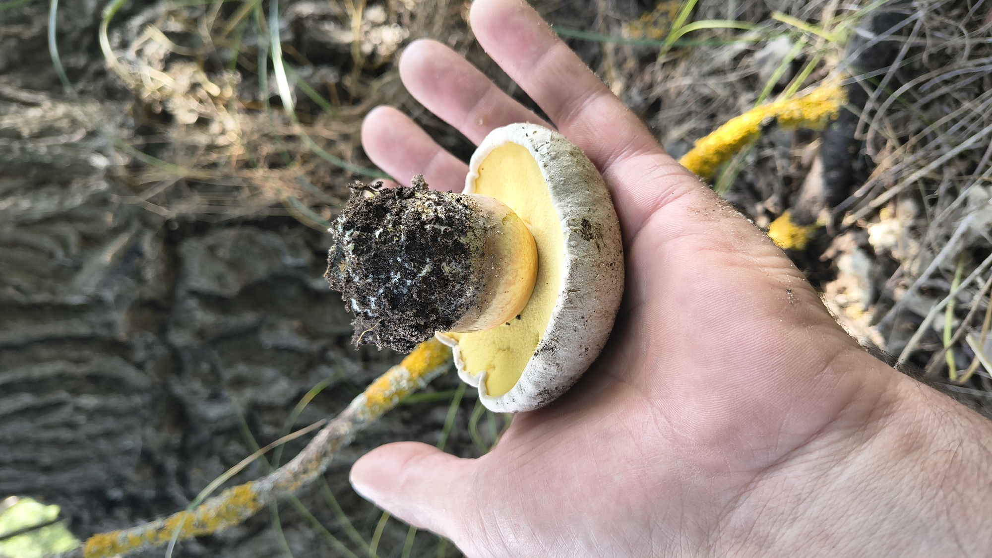 A hand is holding a mushroom outdoors. The mushroom has a yellow pore surface and a brown cap covered in dirt. The hand is on the right side of the image, and the mushroom is in the center. The background is blurry and shows trees and grass. The image appears to have been taken in Mikhaylovka, Russia.