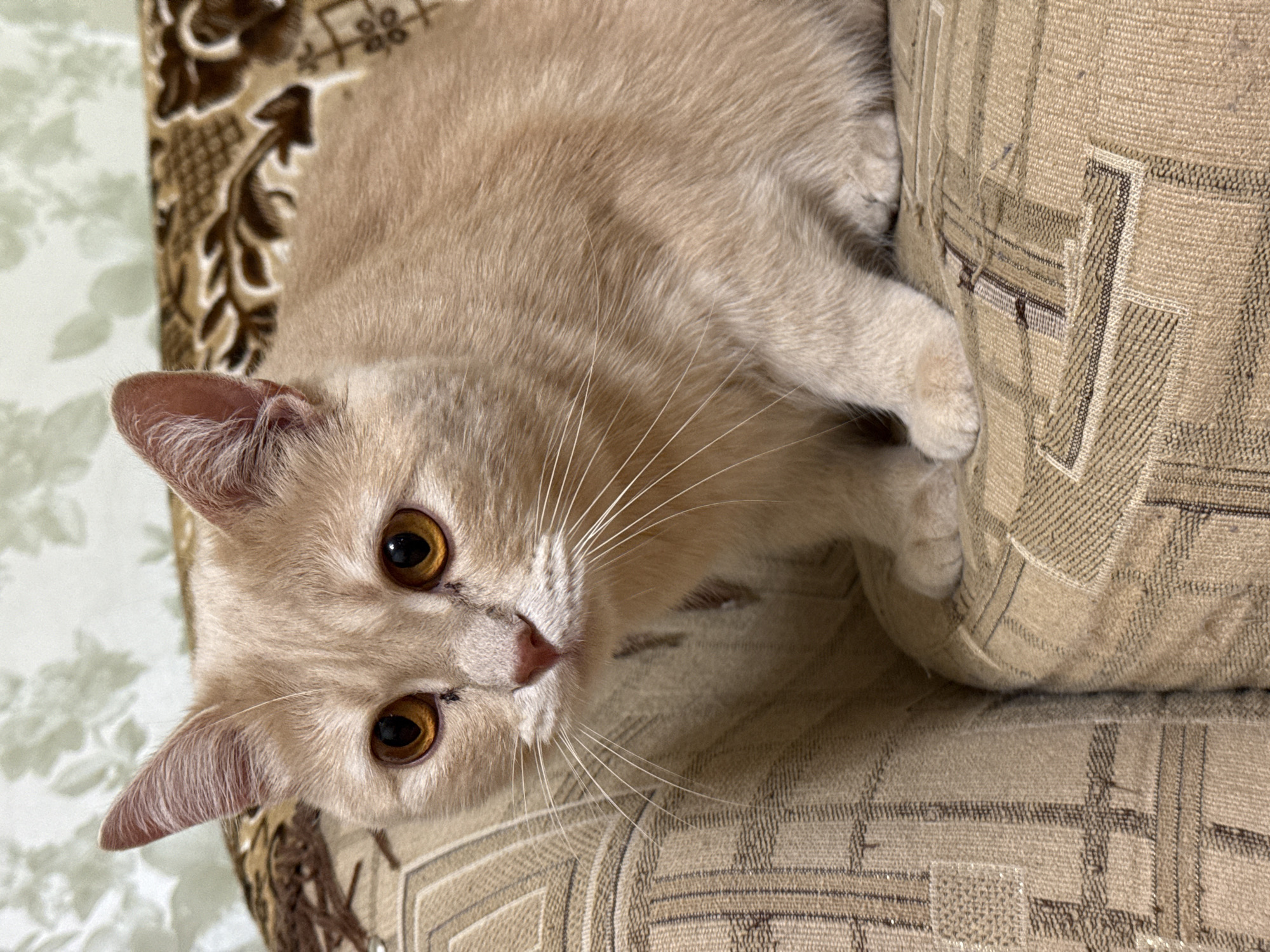 A tan cat with golden eyes lies on a patterned, beige and brown sofa. The cat is positioned mostly on the right side of the frame, nestled into a corner of the sofa. The sofa fabric features a geometric pattern with squares and lines. The background on the left side of the image shows a different fabric with a floral design. The cat is looking directly at the camera, its paws resting on the sofa's arm. The exact location within Perm, Russia, cannot be determined from the image.