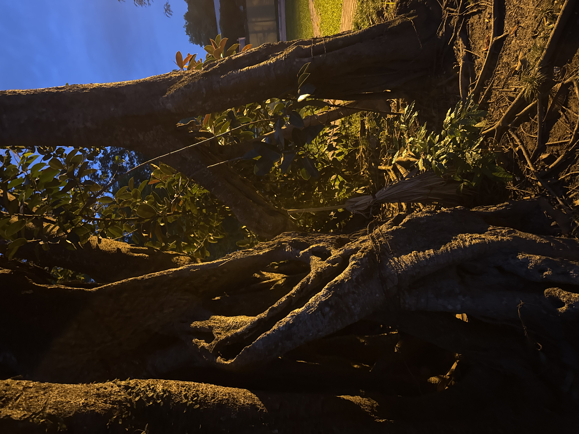 An image depicts the buttress roots of a large tree, possibly a fig tree, illuminated by artificial light at dusk. The tree trunks are thick and textured, with exposed roots spreading across the ground. Green foliage is visible behind the trunks, suggesting the tree is in a park or garden setting. The sky above is a deep blue, indicating twilight. The scene is set in Hà Nội, Việt Nam, where such large, old trees are common in public spaces like công viên Thống Nhất (Reunification Park) or along wide boulevards. No people are present in the frame. The ground is covered with soil, fallen leaves, and smaller plants. The lighting creates strong contrasts and highlights the organic shapes of the tree's roots and trunk.