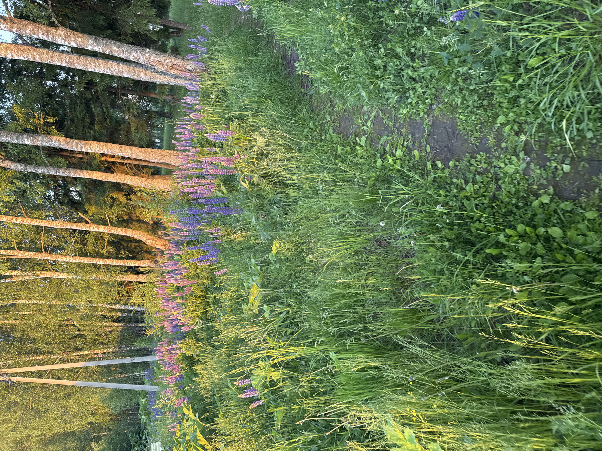 The image depicts a vibrant meadow filled with lupine flowers in shades of purple and pink, stretching towards a line of birch trees. The scene is bathed in the warm, golden light of a sunset, casting long shadows and highlighting the lush greenery. A narrow, dirt path winds through the flowers and grass, leading deeper into the wooded area. In the background, tall utility poles suggest the presence of infrastructure, hinting at a rural or semi-rural setting. The overall impression is one of natural beauty and tranquility.