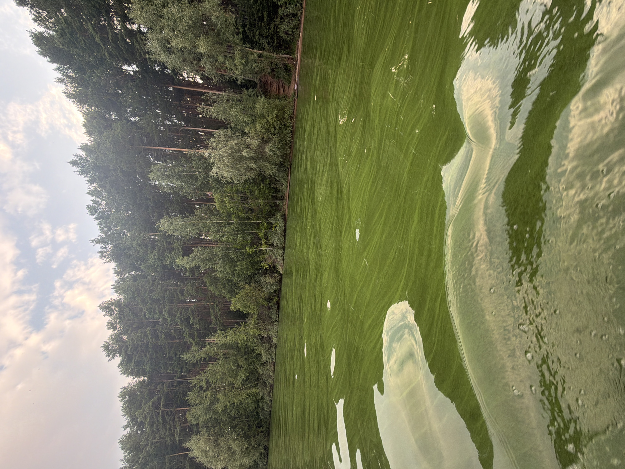 The image shows a body of water with a vibrant green surface, likely indicative of algal bloom. The water is calm, with some gentle ripples and reflections of the sky. In the background, a dense forest line runs along the edge of the water, with tall trees creating a natural barrier. The sky above is partly cloudy, with soft, diffused light. The location is identified as the Kama River in Chaikovsky, Russia, known for its recreational areas and natural beauty. There are no people or specific objects of interest visible in the scene, focusing solely on the natural environment.