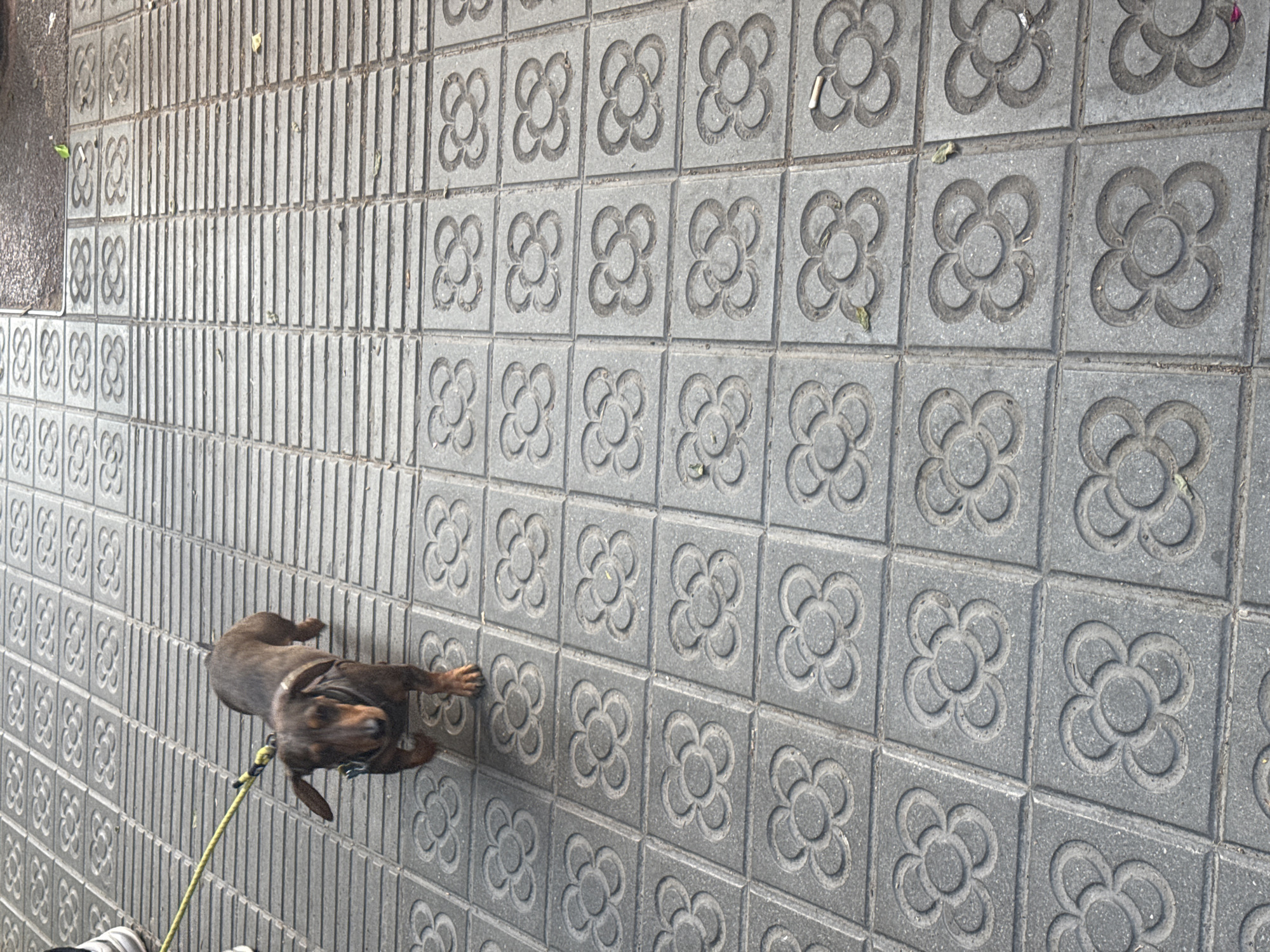 The image shows a dachshund dog on a leash walking on a Barcelona sidewalk. The sidewalk is paved with two distinct types of paving stones. One type has a textured linear pattern, and the other is the panot de flor, a square tile with a four-petal flower design. The tiles are gray. The dog is brown and appears to be in motion. A portion of a person's striped shoe is visible at the bottom of the image. The scene is outdoors, presumably in Barcelona, Spain, based on the presence of the iconic panot de flor tiles.