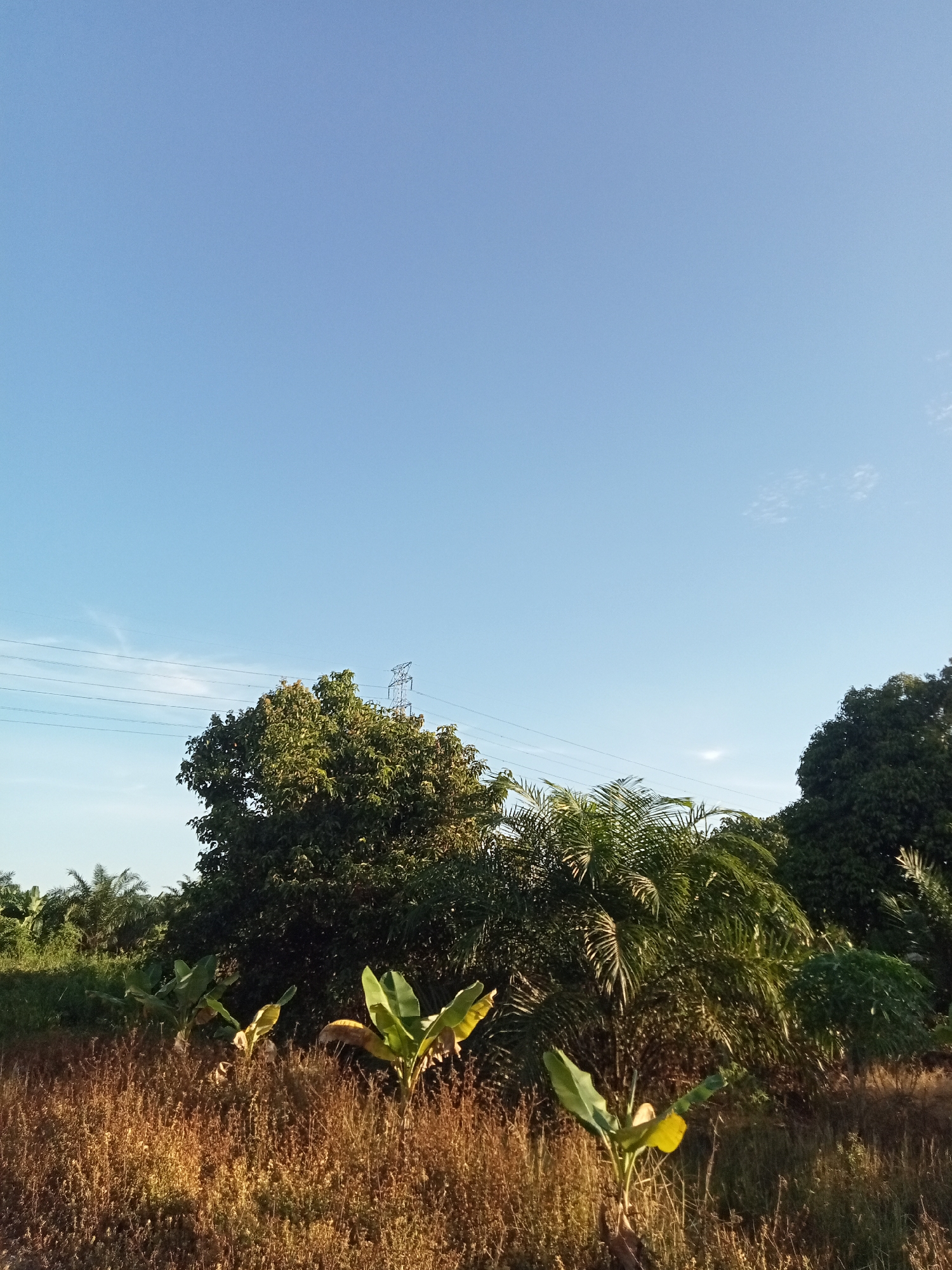 A wide-angle, eye-level shot captures a landscape bathed in the warm light of what appears to be early morning or late afternoon. The sky is a vast expanse of clear, pale blue, with a few wispy white clouds scattered near the horizon. Dominating the lower portion of the image is a field of dry, brown grass, interspersed with the vibrant green leaves of young banana plants. In the middle ground, a dense cluster of trees creates a rich tapestry of green foliage, with a prominent power line structure visible behind them, suggesting proximity to infrastructure. The overall impression is one of a rural or semi-rural setting, possibly on the outskirts of Teluk Kenidai, Indonesia, where nature meets human development. There are no people or animals visible in the frame.