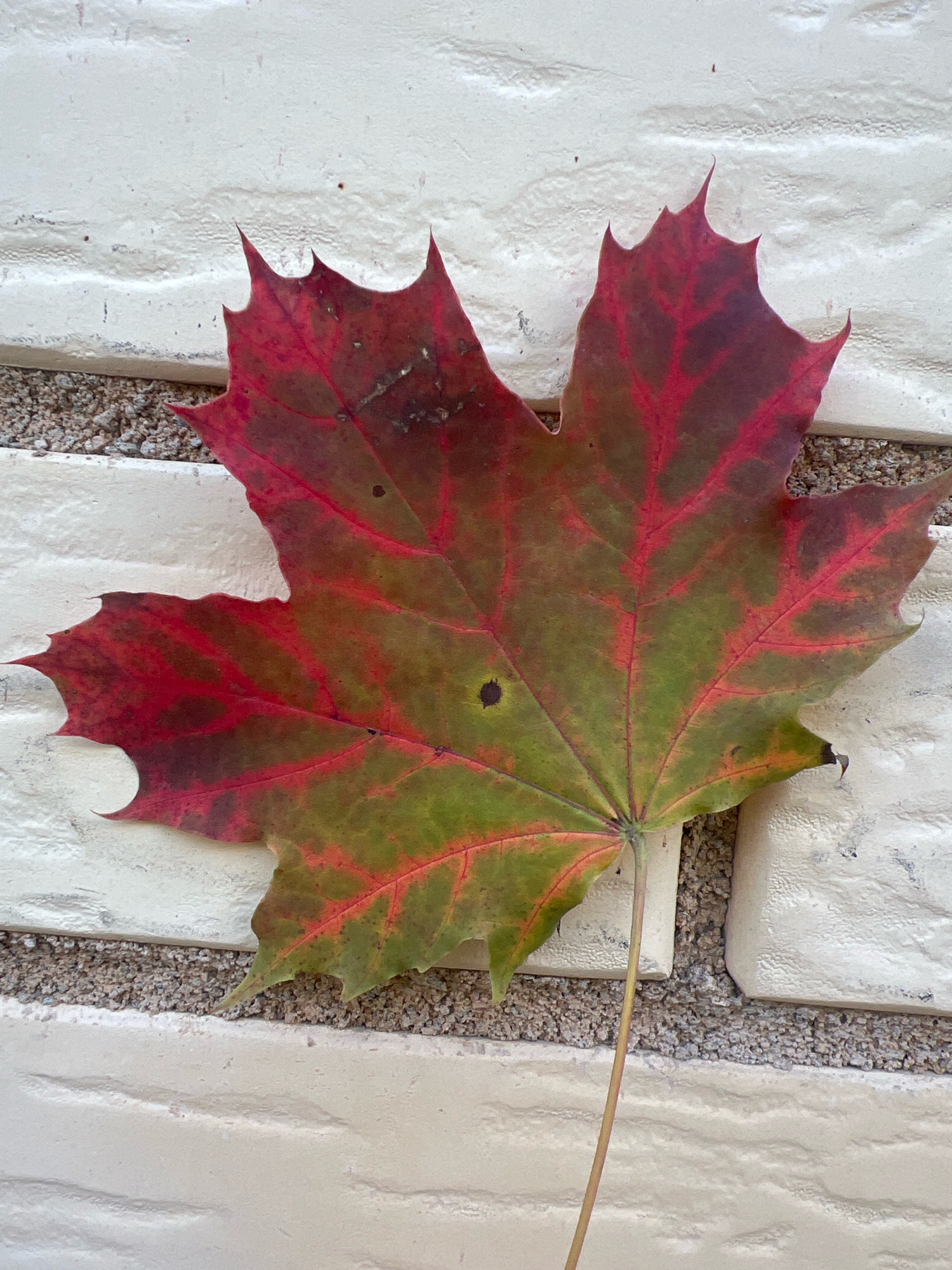 A single, multi-colored maple leaf, predominantly red and green, lies on a textured, cream-colored brick wall with a band of small, grey pebbles separating the bricks. The leaf exhibits prominent red veins and a few dark spots. A thin, light-brown stem extends downwards from the leaf. The lighting suggests it is daytime.