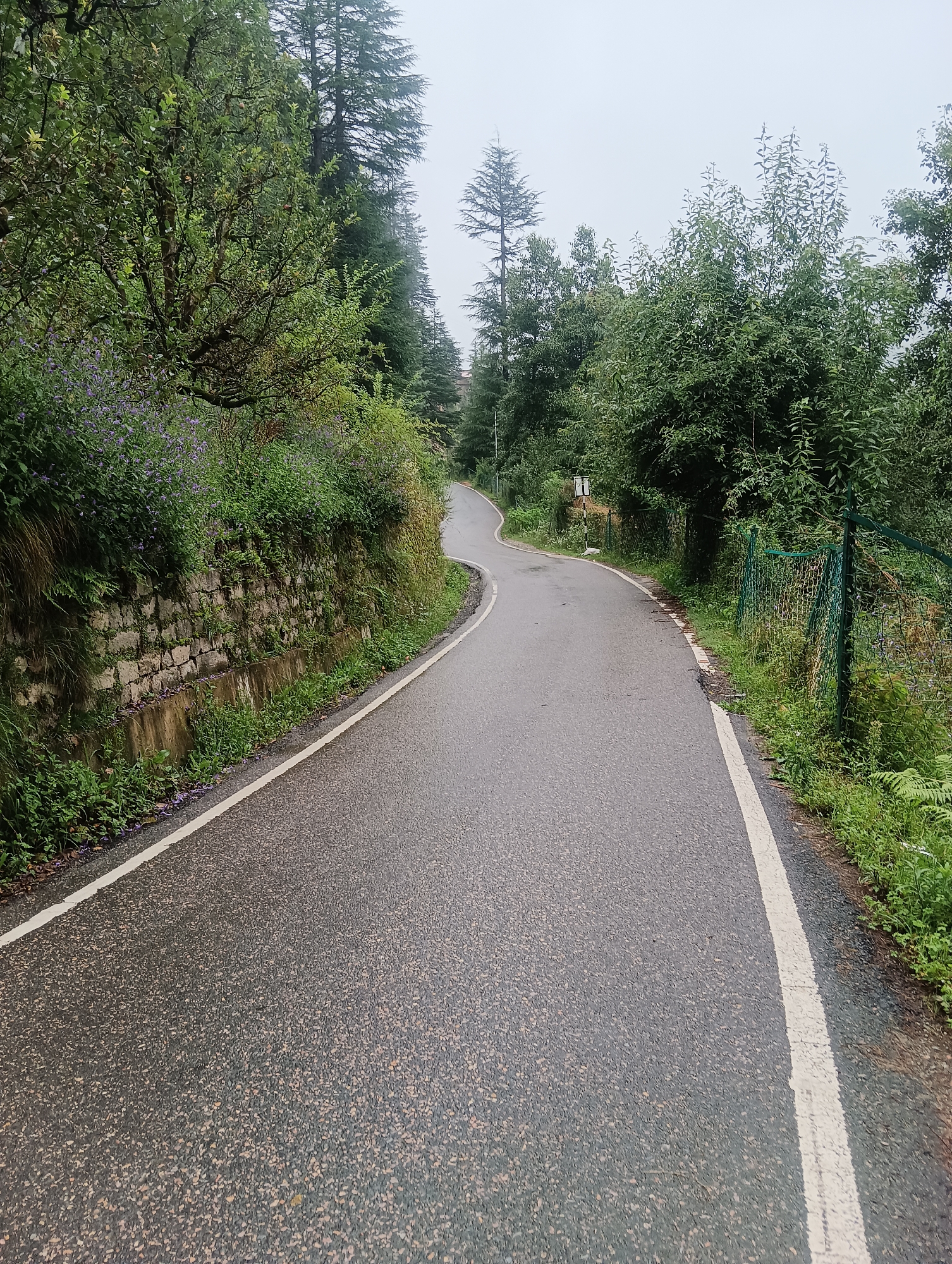The image depicts a wet, asphalt road curving through a densely wooded area, likely in Manali, India, given the terrain and vegetation. The road is bordered by a stone retaining wall on the left, covered in moss and overhung with green foliage and small purple flowers. On the right, a wire mesh fence with green posts separates the road from a thick growth of trees and underbrush. The sky is overcast, contributing to the dim, humid atmosphere. The road itself has a white line marking the edge, indicating it is a public thoroughfare. The overall impression is one of a serene, natural setting on a misty or rainy day, characteristic of the hilly regions of Northern India.