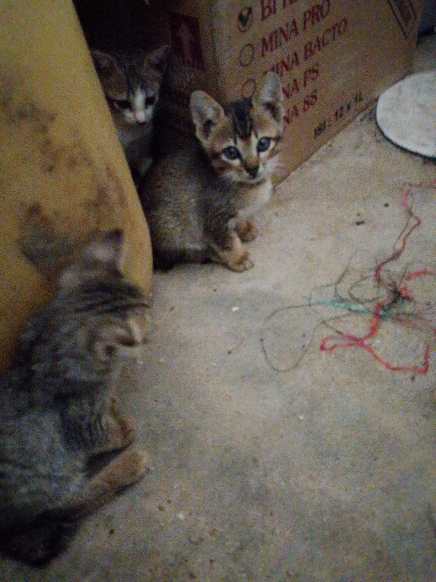 The image, taken in Bukit Ketok, Indonesia, shows three kittens. One kitten is sitting next to a cardboard box labeled "MINA PRO", "MINA BACTO", "MINA PS", and "NA 88". Another kitten is partially hidden behind a yellow object. The third kitten is in the lower left corner of the image. Several pieces of red, green, and black string are on the floor. The floor is concrete.