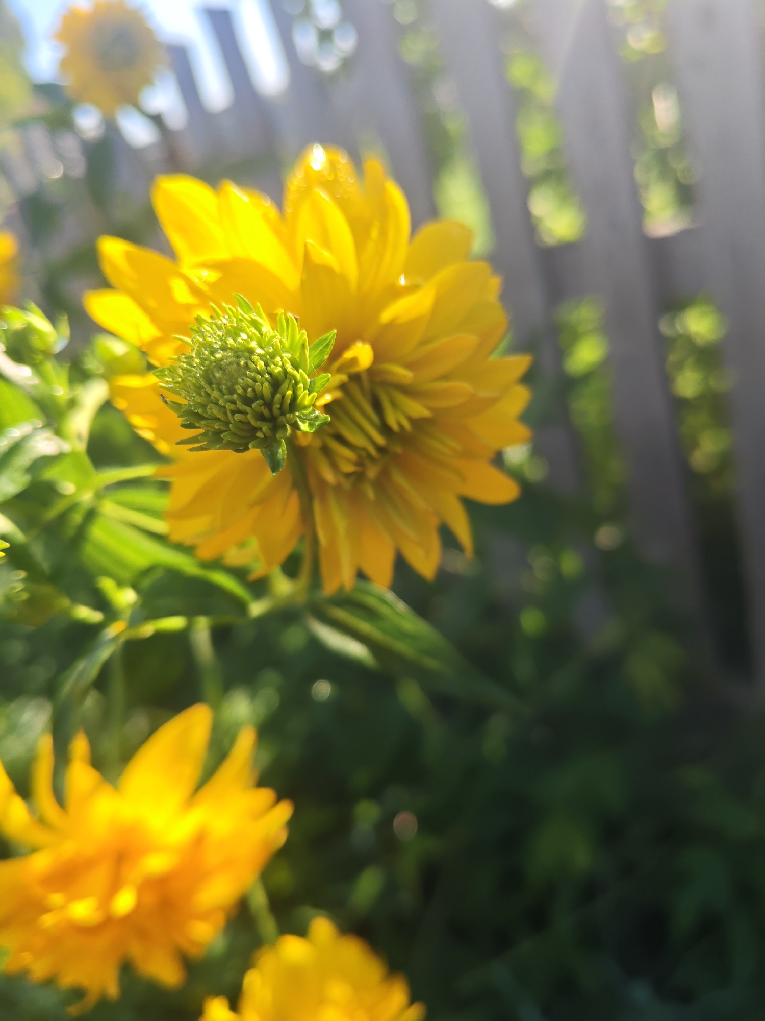 A close-up, slightly angled, outdoor, natural light photograph focuses on a bright yellow, multi-petaled flower. The flower is in the foreground and is slightly out of focus, with its intricate petals visible. At the center of the flower is a green, bud-like structure covered in dew or water droplets. To the left and slightly behind this flower, another yellow flower is visible, also out of focus. The background consists of green foliage and a blurred, light-colored wooden fence. Sunlight streams in from the upper right, creating lens flares and highlighting the textures of the flower and leaves. The overall impression is one of a vibrant, sun-drenched garden scene, possibly in a rural or suburban setting. The image does not provide specific clues to its exact location in the city of Курашим, Russia, beyond being an outdoor environment with common garden elements.