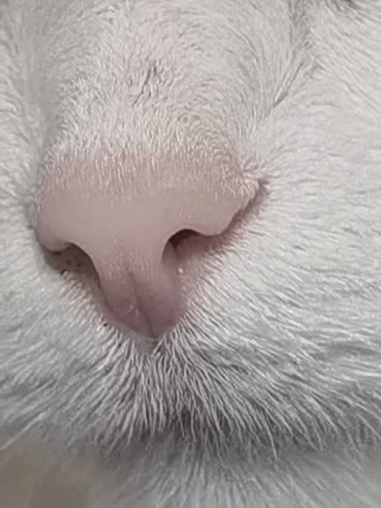 The image is a close-up, macro shot of a pink cat's nose and surrounding white fur. The nose is detailed, showing the texture of the skin and the philtrum. The fur appears soft and fluffy. There is no discernible background, indicating the focus is solely on the cat's facial feature. The location in the city of Chaikovsky, Russia is not relevant to the visual content of the image.