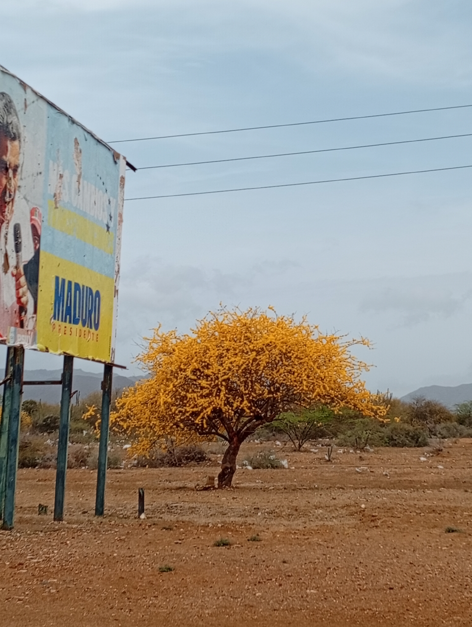 The image depicts an outdoor, rural or semi-arid landscape in Altagracia, Venezuela, under a cloudy, light-blue sky. In the left foreground, a weathered political billboard is partially visible. The billboard features a faded image of a man, likely Nicolás Maduro, speaking into a microphone. The text "MADURO PRESIDENTE" is prominently displayed in blue letters on a yellow horizontal stripe, below partially obscured blue text that appears to include "LOS CAMBIOS." A small "PSUV" logo is visible at the bottom left. The billboard is supported by multiple green metal posts and shows signs of wear, including peeling paint and rust.
Central to the mid-ground, slightly to the right, stands a solitary deciduous tree with a dense canopy entirely covered in bright yellow flowers, indicating it is in full bloom. The tree's trunk is dark and appears gnarled. The ground is predominantly dry, reddish-brown earth, scattered with small stones and sparse, low-lying green and dried vegetation. In the background, beyond the flowering tree, the terrain continues with scrub brush, various green shrubs, and some cacti. Distant, muted mountains or hills are visible against the horizon. Three dark, horizontal power lines traverse the upper portion of the sky. No individuals or specific actions are observable within the frame.