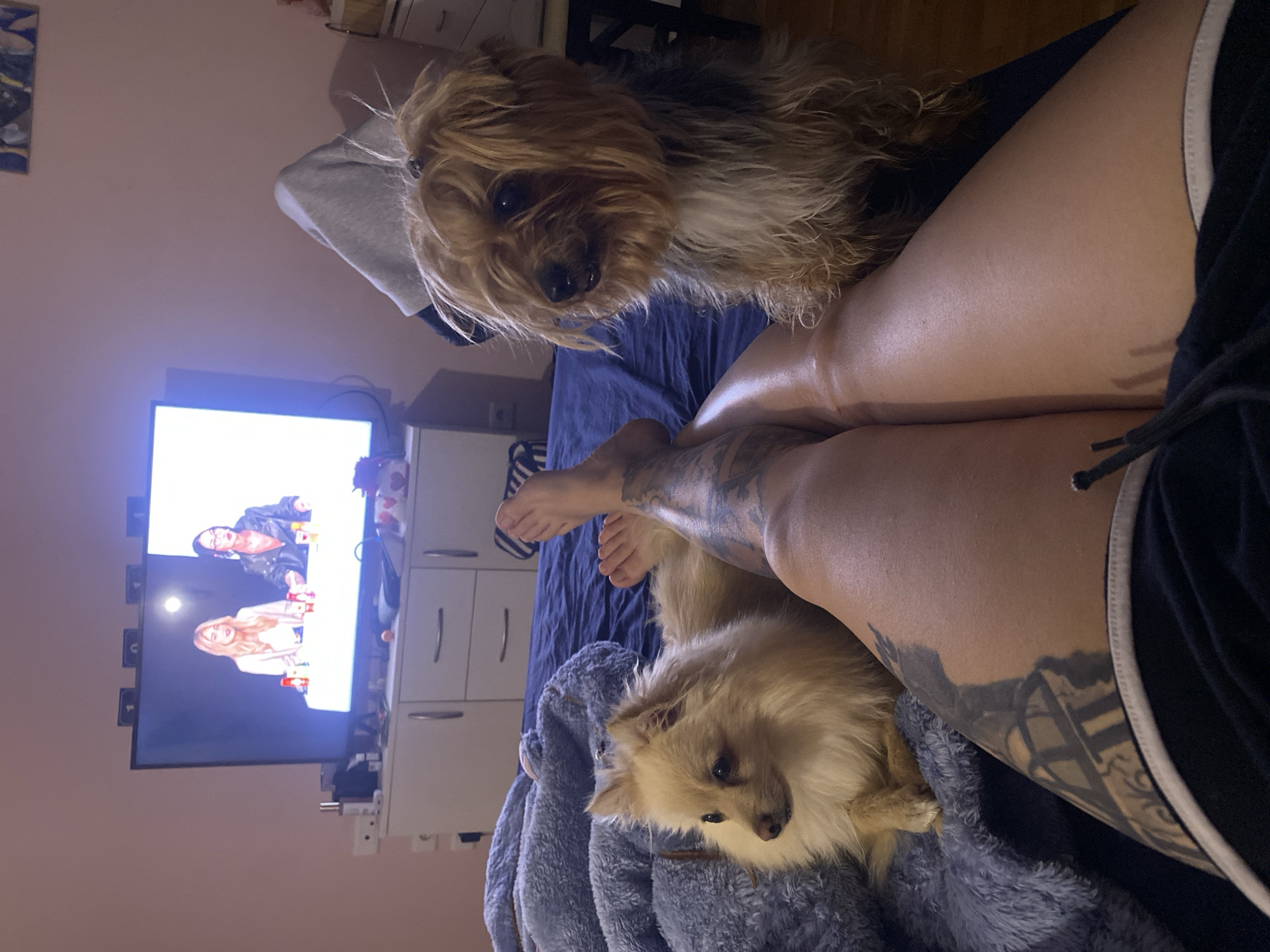 A medium shot oriented sideways reveals a bed scene with two dogs and a person. The person's legs are visible, displaying tattoos, and they are wearing black shorts with a white trim. One dog, a small, tan-colored Pomeranian, rests on a gray blanket near the person's legs. The other dog, a long-haired Yorkshire Terrier mix, is situated near the top of the frame on a blue duvet cover. A television showing two women is in the background, positioned against a wall with a white dresser. The room appears to be dimly lit and the background includes part of a wall and other furniture pieces. The location in Sofia, Bulgaria is unknown.
