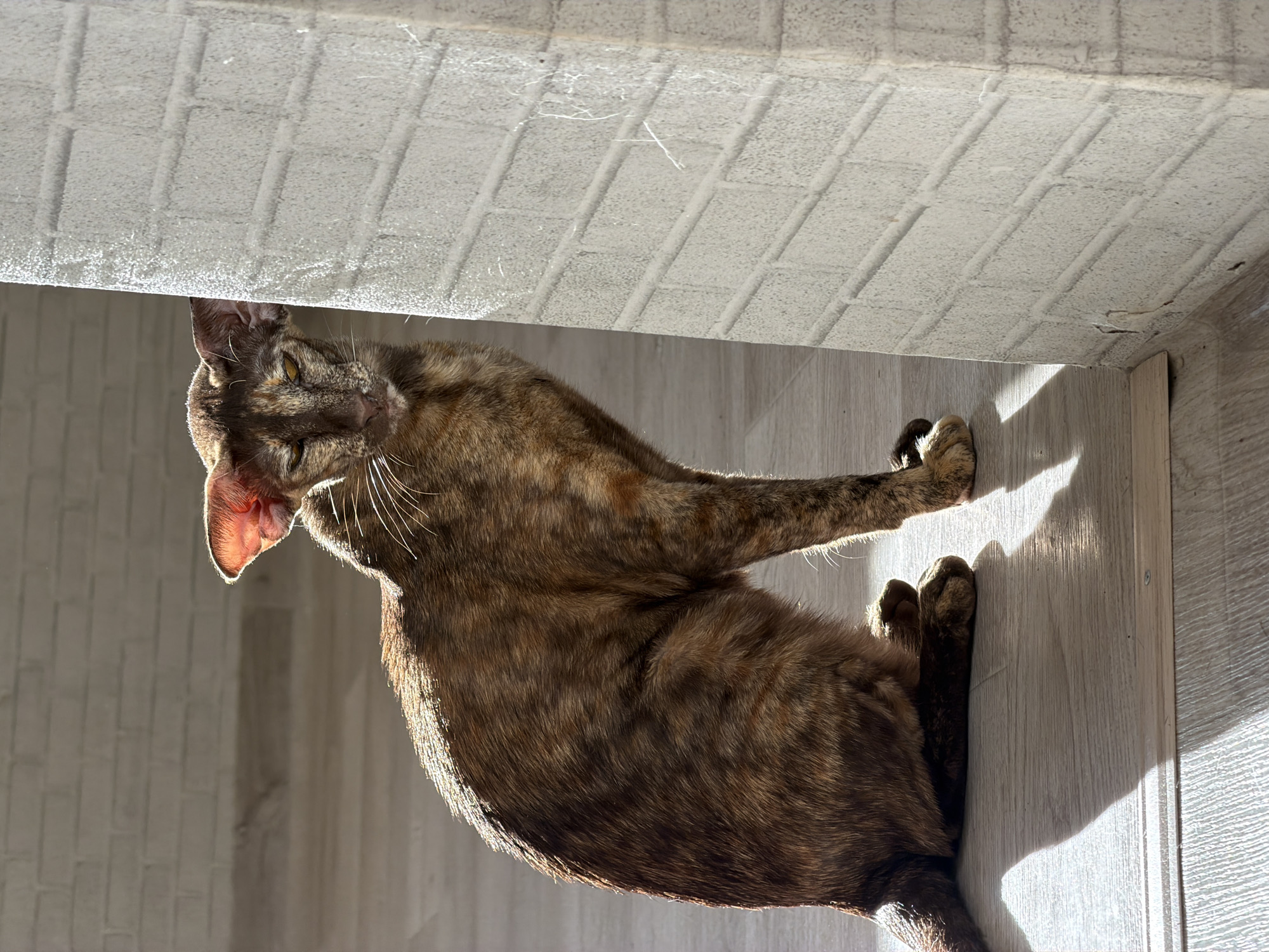 A tortoiseshell cat lies on a light wood-grain floor next to a corner, seemingly indoors. The walls appear to be decorated with faux-brick pattern panels. The light source is strong, creating high contrast and casting distinct shadows. It is not possible to verify the location, but it could be Chaikovsky, Russia.