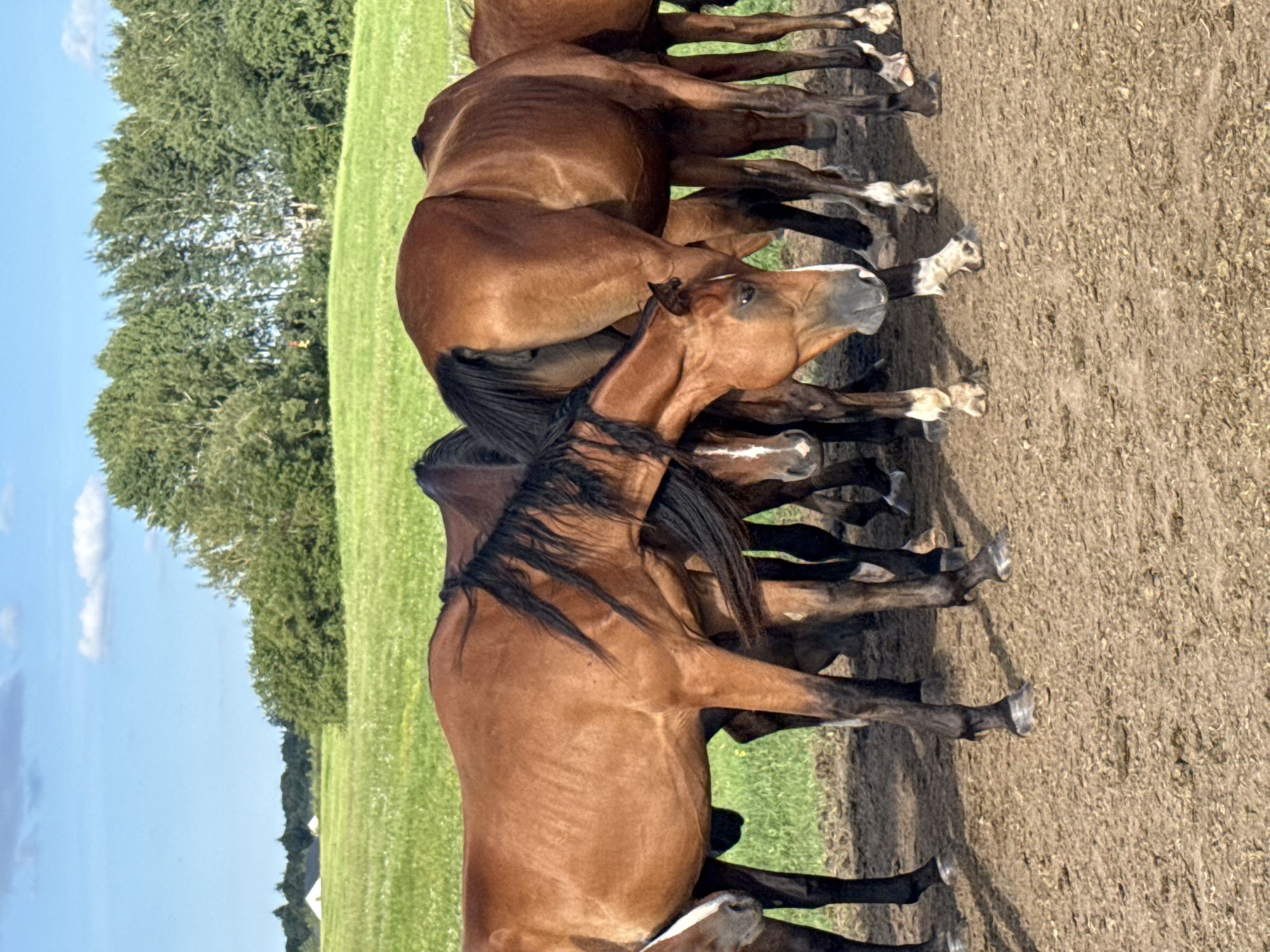 This is a close-up, eye-level, vertical photograph of a group of at least five brown horses standing on a dirt ground. The horses are clustered together, with some of their heads down and some looking towards the viewer. Their bodies are mostly visible, with their legs obscured by each other. The horses' coats are a rich brown, and some have black manes and tails. The ground is a light brown color with a textured surface. In the background, a lush green field stretches out, dotted with trees and some white structures. The sky is a clear blue with a few white clouds. The overall impression is one of a pastoral scene, likely on a farm or rural property. The provided hint image indicates this scene is located in Galinė, Lithuania.