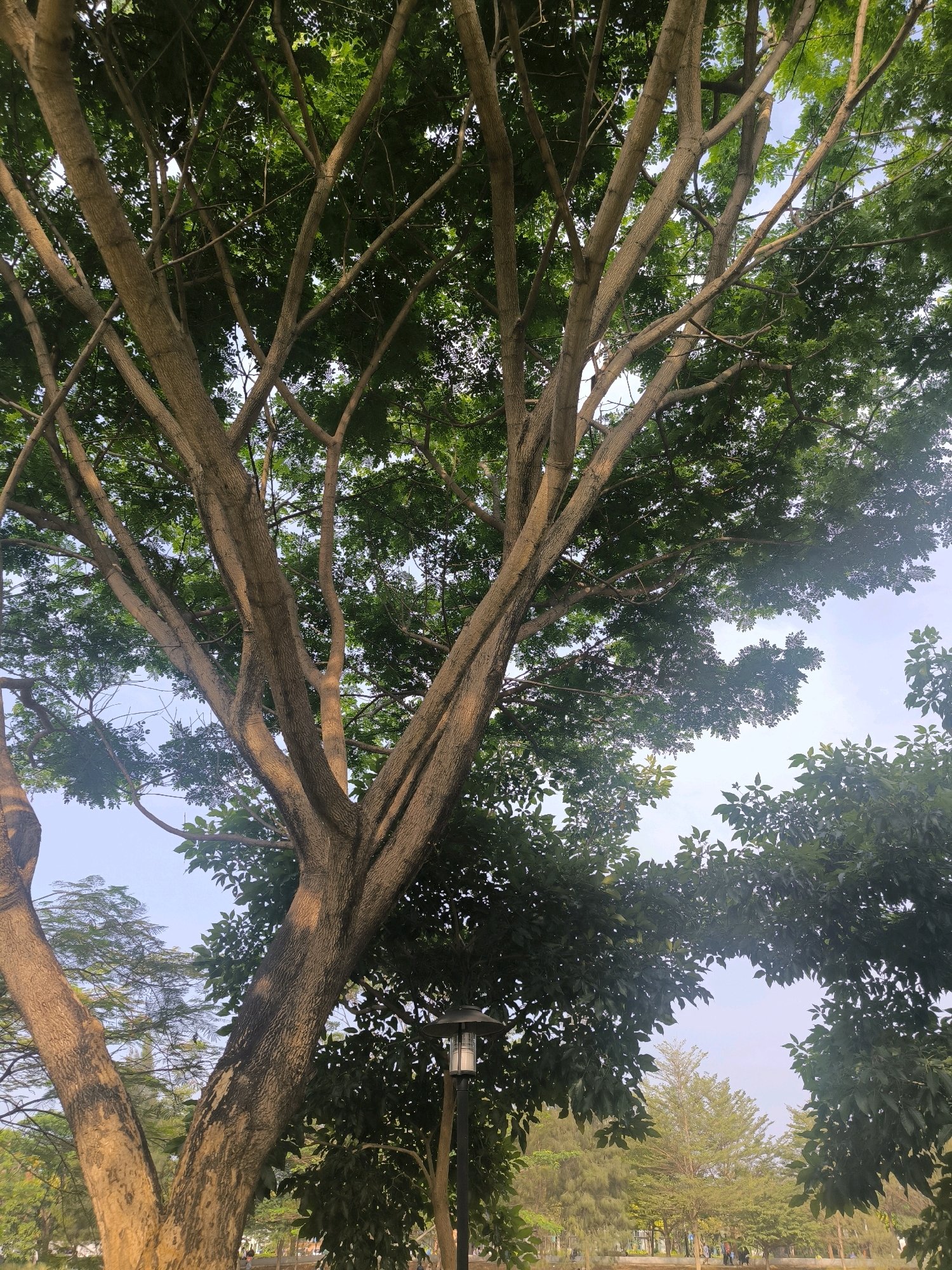 This is an eye-level, medium shot of a large, multi-trunked tree with lush green foliage, set against a hazy blue sky. The tree's trunk and branches are textured and appear to be illuminated by soft, warm light, casting shadows through the leaves. In the background, more trees, a lamppost, and hints of a park-like setting with distant figures are visible, suggesting an outdoor urban environment. The overall impression is one of natural beauty within a city setting.