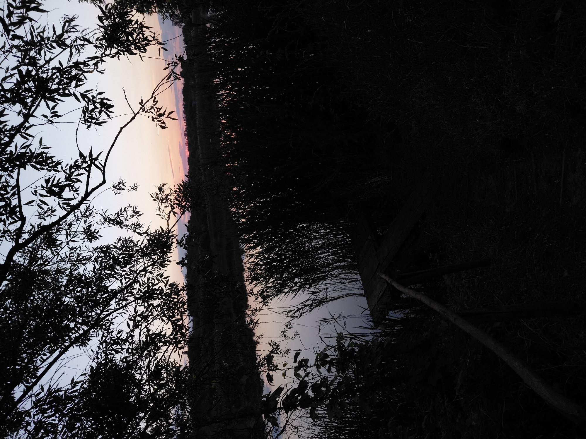 The image depicts a serene natural scene at dusk, likely in the village of Ustyvytsia, Ukraine, given the provided context. In the foreground, silhouetted against the fading light, are the branches and leaves of a tree, creating a dark, intricate frame. Below the tree, a small wooden jetty or platform juts out into a body of water. The water itself is calm and reflects the soft hues of the twilight sky.
The middle ground is dominated by dense reeds and tall grasses growing along the water's edge, further obscuring the view and adding to the sense of depth and mystery. The background reveals a low horizon line with a band of trees and foliage, also silhouetted against the sky. The sky is painted with the subtle colors of sunset, transitioning from a pale blue at the top to soft pinks and oranges near the horizon. The overall atmosphere is one of quiet solitude and natural beauty as day gives way to night. There are no people or discernible actions depicted in the image; it is a static landscape captured at a specific moment in time.