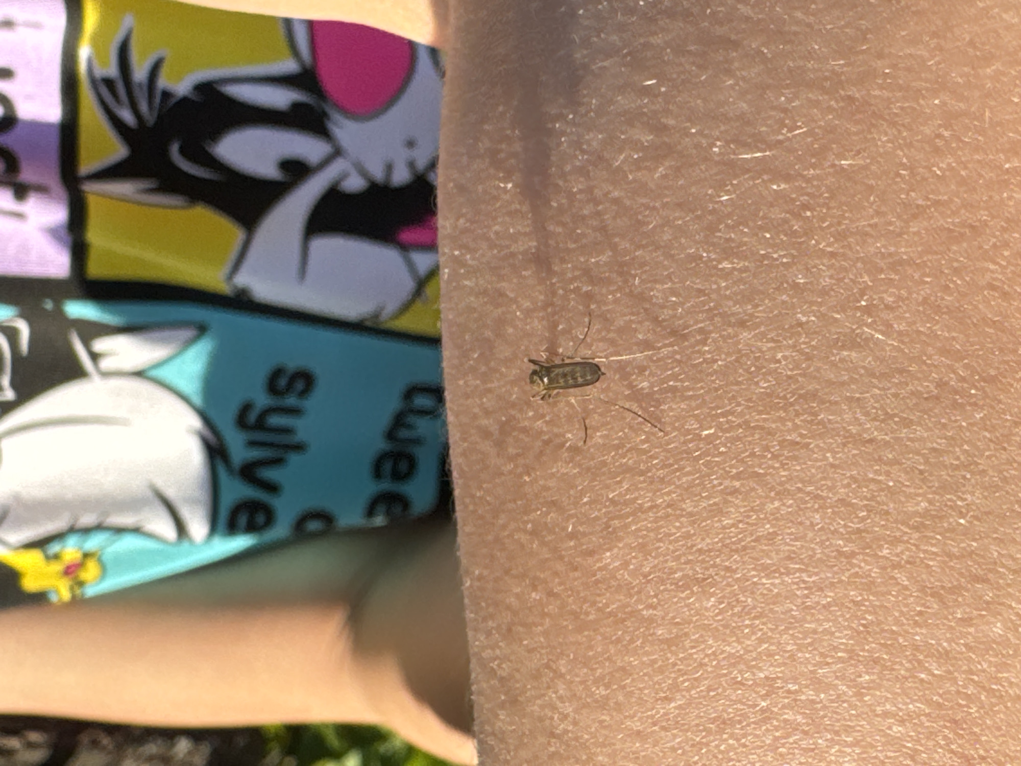 A small, possibly parasitic, insect is on a person's arm. The person is wearing a t-shirt with cartoon characters on it, including Sylvester the Cat. The location is not identified in the image, so the inclusion of Rusalevka, Russia is not possible.