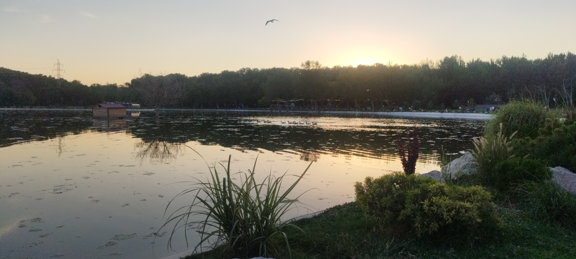 A serene sunset scene unfolds over a calm body of water, likely a lake or pond, bordered by a dense line of trees in the background. The sky transitions from a soft yellow near the horizon, where the sun is setting, to a pale, muted orange-pink and then to a dusky blue. A single bird is captured in flight against the twilight sky.
In the water, several ducks or geese are visible, swimming in a loose formation. A small, wooden structure, possibly a boathouse or a duck house, floats on the water towards the left side of the image, with a few small birds perched on its roof. Reflections of the trees and the sky are visible on the water's surface, creating a slightly rippled, mirrored effect.
The foreground is dominated by lush green vegetation, including tall grasses with striped leaves and bushy shrubs. Some large rocks are interspersed with the plants, adding a natural texture to the scene. The overall impression is one of tranquility and natural beauty at the close of day.