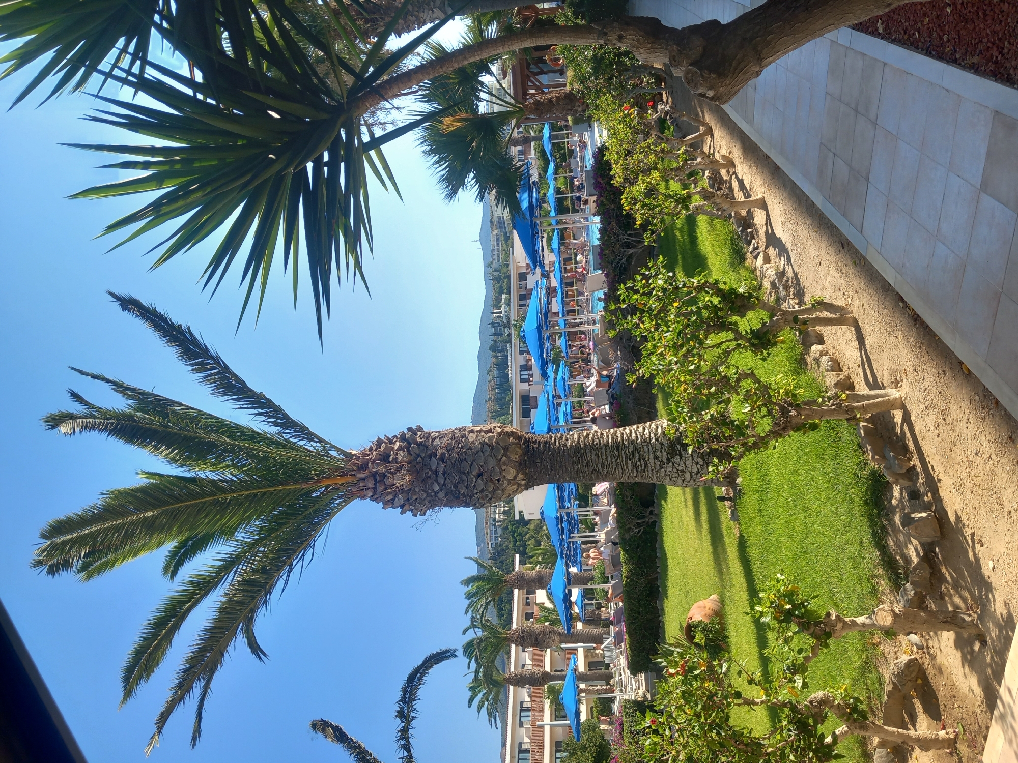 This image depicts a sunny day at a resort or hotel in Kos, Greece. The scene is dominated by lush green grass, mature palm trees, and a paved walkway. In the background, a swimming pool area is visible, with numerous blue umbrellas providing shade for what appear to be guests relaxing or swimming. The architecture of the buildings suggests a resort setting, with multiple stories and balconies. The clear blue sky indicates fair weather, and the strong sunlight creates distinct shadows, suggesting it's likely midday. The overall impression is one of a peaceful, idyllic vacation destination. There is no visible text in the image.