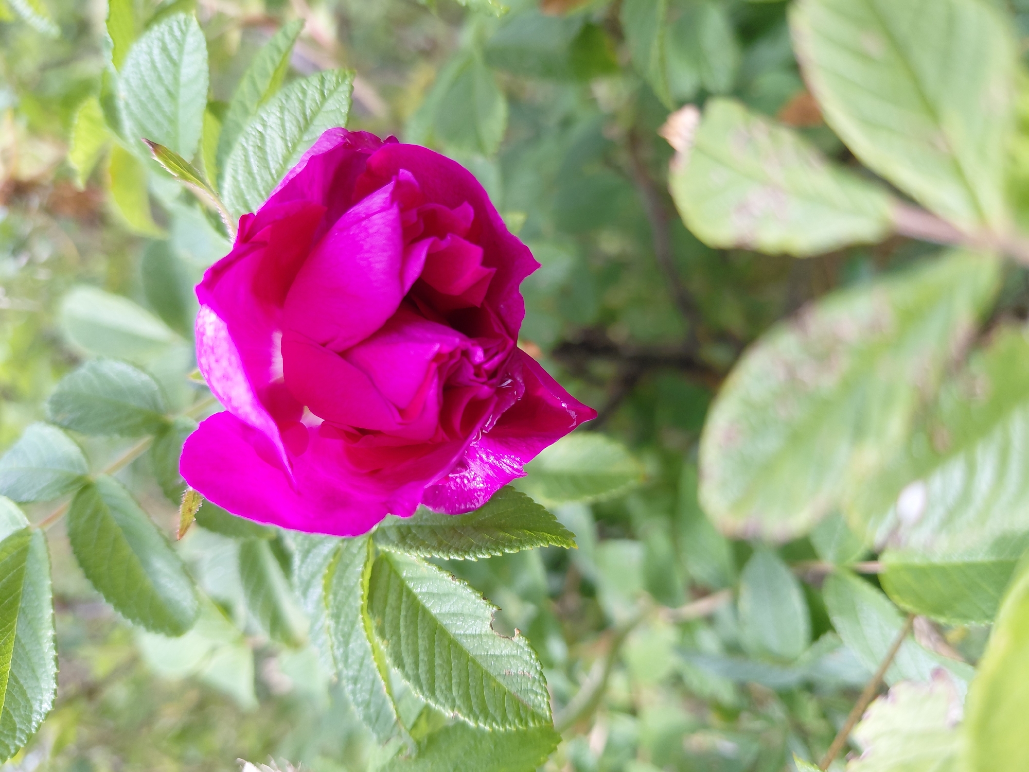 A close-up, vertical, outdoor photograph captures a vibrant magenta rose bloom nestled amongst green foliage. The rose, positioned slightly off-center to the right, displays its layered petals, some of which glisten with water droplets. The surrounding leaves are a healthy green, with some showing signs of minor discoloration or damage. The background consists of more blurred green foliage, suggesting a natural outdoor setting. No people or specific urban features are visible, so the location in Chernyk, Ukraine, cannot be visually confirmed by the image alone.
