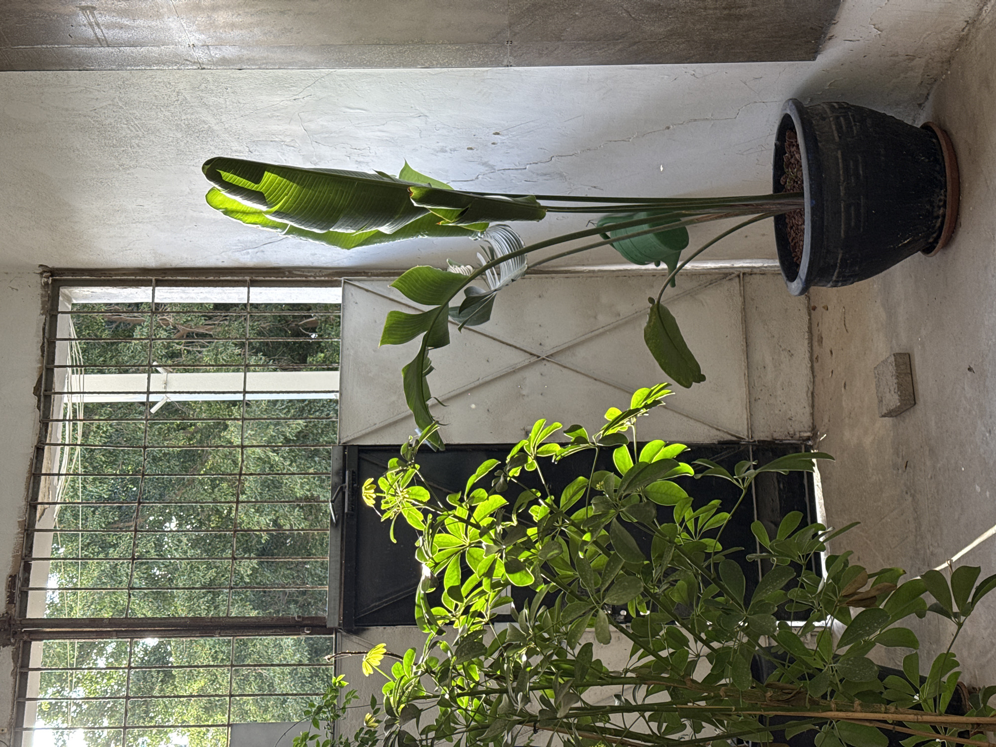 The image shows an indoor space in Tel Aviv, Israel, with two plants. In the background, a bird of paradise plant sits in a large black pot. In the foreground, there is a schefflera arboricola. A window with metal bars can be seen in the background. A metal door with a cross design on the wall is also visible. The room is bathed in sunlight.