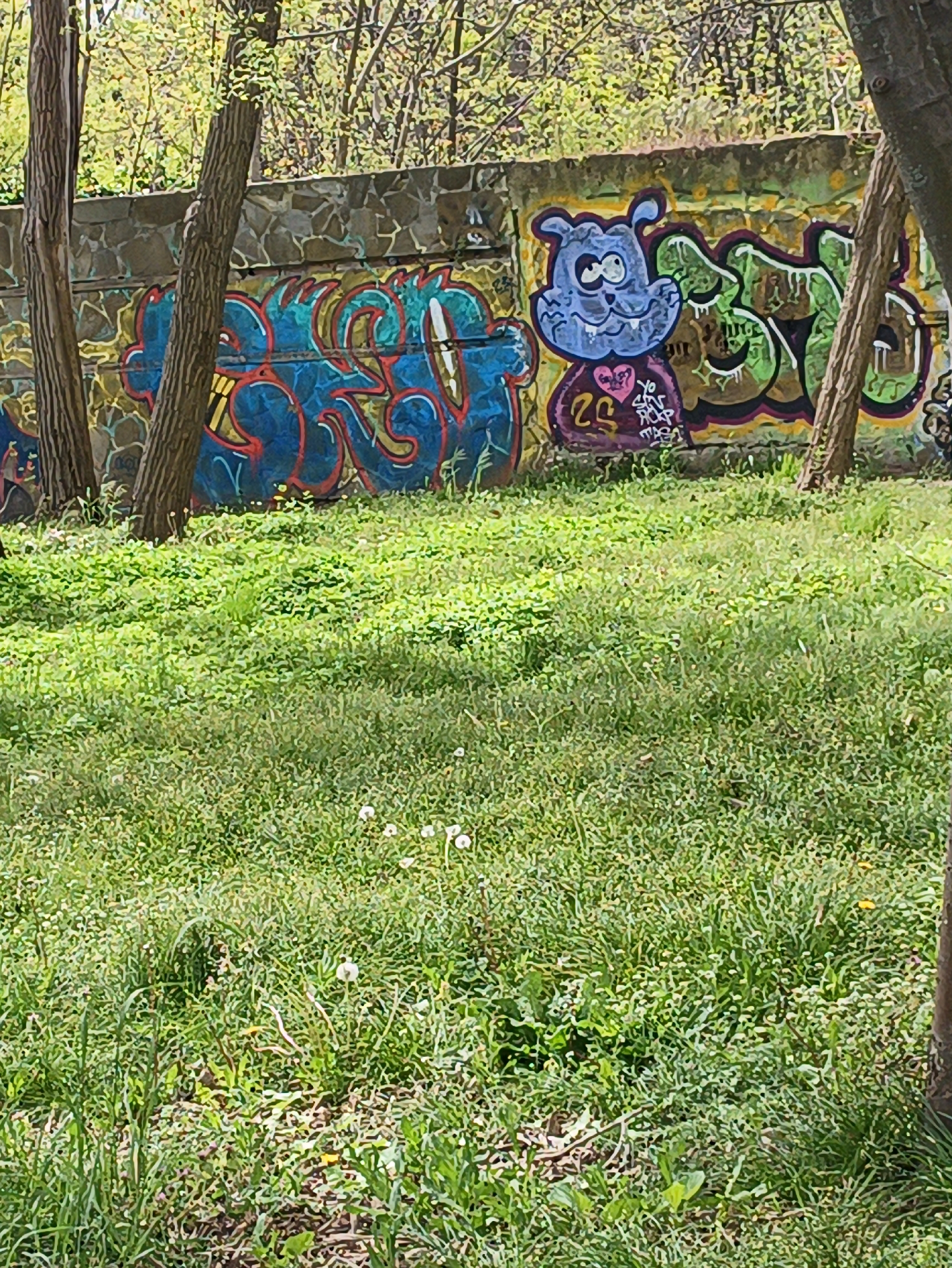 A slightly high-angle shot depicts a grassy area with a low wall in the background, adorned with graffiti. The location is Burgas, Bulgaria.
The graffiti includes blue stylized lettering outlined in red, a purple cartoon character with a heart and the number "25" on its chest, and green stylized lettering. The wall appears to be constructed of stone and concrete.
Several trees are interspersed throughout the scene, obscuring portions of the wall and graffiti. The ground is covered in green grass and other ground-covering plants, with a few white dandelions scattered throughout. The lighting suggests a bright, sunny day. No people are visible in the image.