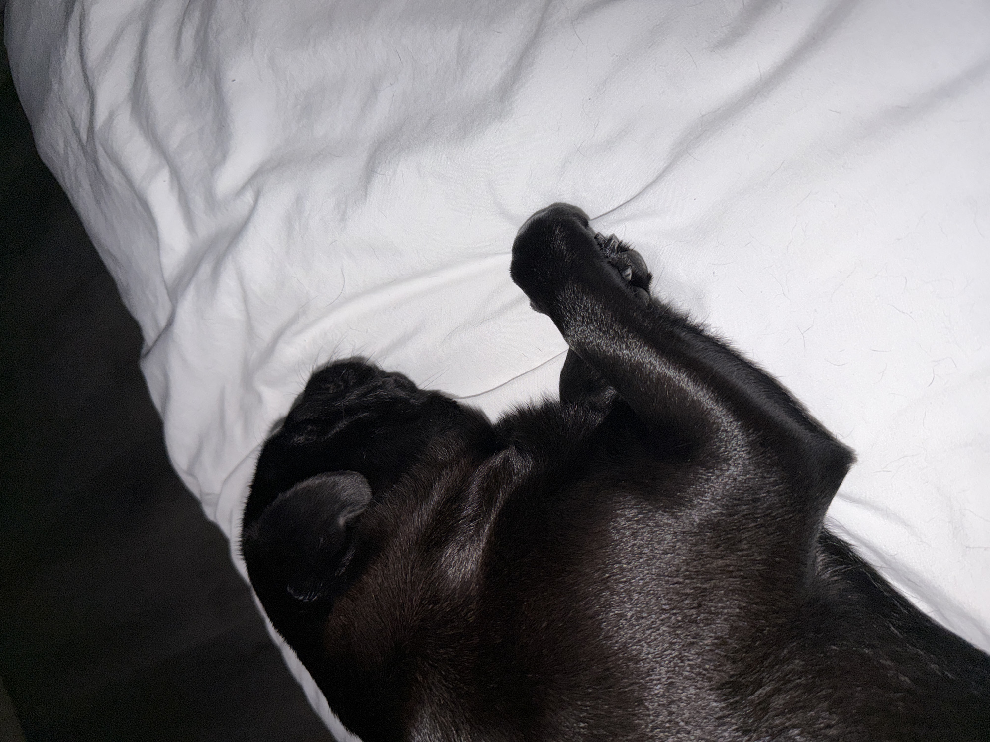 In a dimly lit interior, a black pug sleeps peacefully on a rumpled white duvet. The dog is positioned on its side, with its head resting and one paw curled upwards. The background is a dark, indistinct surface, possibly a wall or furniture. The image focuses on the dog and its immediate surroundings, with the white of the duvet providing a stark contrast to the dark fur of the animal. There are no indications of its location in Sirius, Russia.