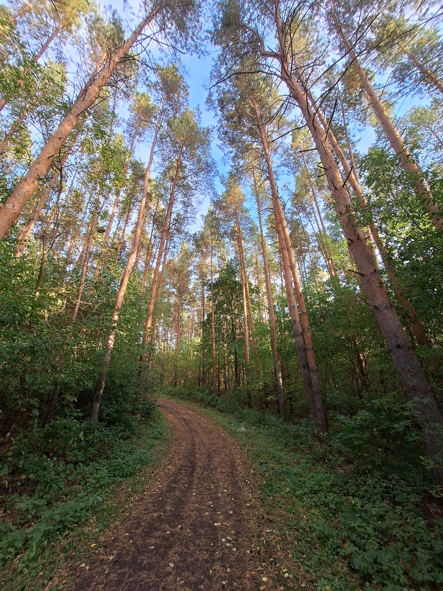 The image depicts a dirt path winding through a pine forest under a clear blue sky. The trees are tall and slender, with their trunks angled upwards, creating a sense of depth. The path is covered with fallen pine needles and leaves, indicating it is autumn or late summer. Lush green foliage lines the sides of the path, with sunlight dappling through the canopy. The perspective is low-angle, looking up towards the treetops. There are no people or animals visible in the scene.
