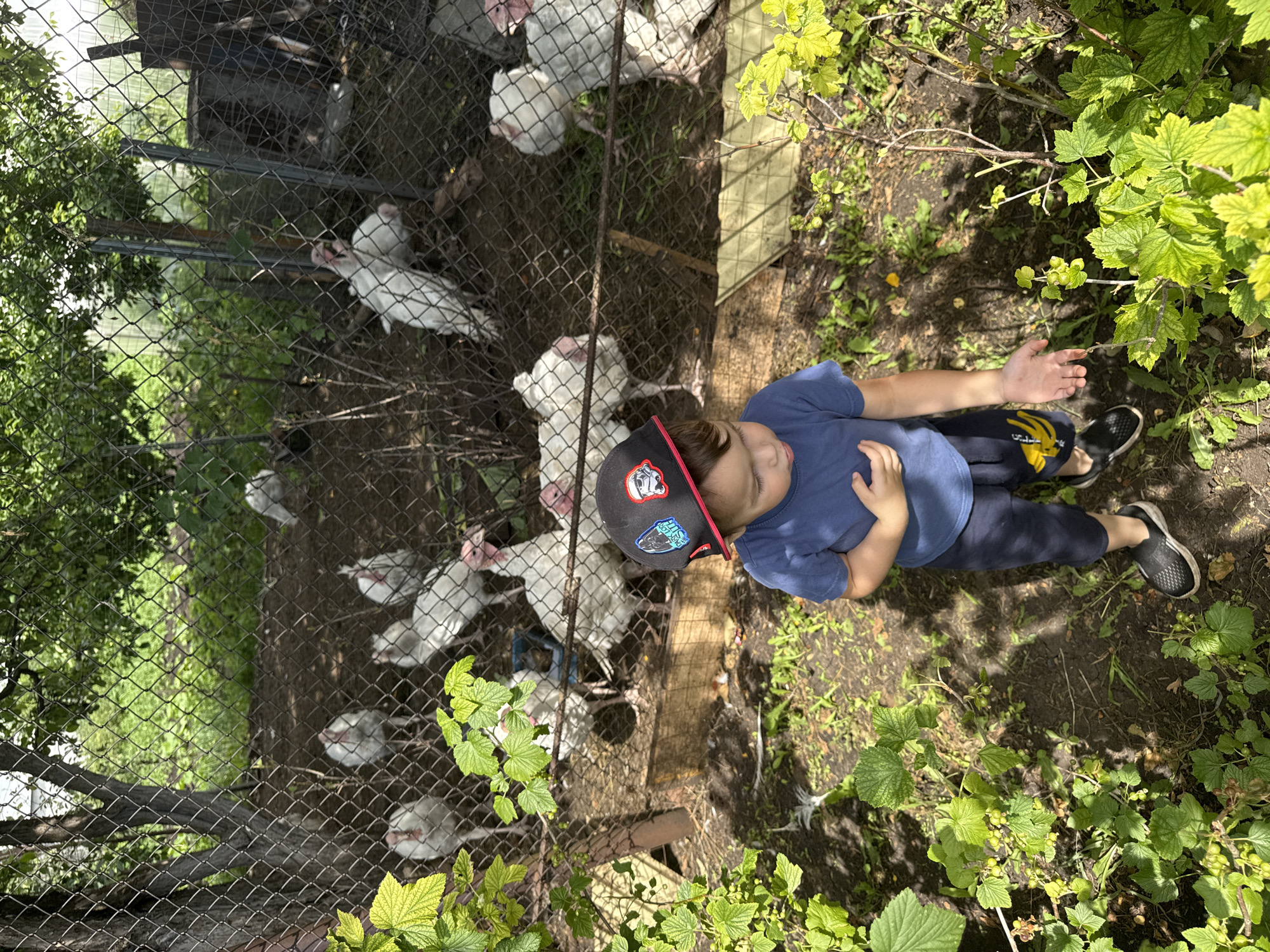 In Verkhneyarkeyevo, Russia, a young child wearing a blue t-shirt, dark shorts, and a black baseball cap with Star Wars patches stands in a yard. The child's left hand is extended, fingers splayed, towards a bush of green leaves and small berries. In the background, a fenced-in area contains several white turkeys, some of which are looking towards the camera or foraging. The environment appears to be rural, with a dirt ground, vegetation, and trees casting dappled shadows from the sunlight.