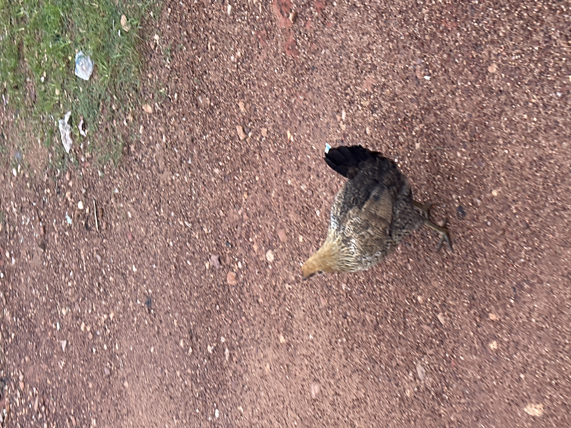 A single hen is seen in the foreground, facing left and slightly away from the camera, on a dirt path. The hen has mottled brown and tan plumage with a black tail. The path is composed of reddish-brown dirt and small stones. In the background, to the right, a patch of green grass is visible with some small pieces of white and blue litter. The scene appears to be outdoors, on an unpaved surface. The image does not provide specific details to determine its exact location within Gura Top, Nigeria, but it suggests a rural or semi-rural environment.