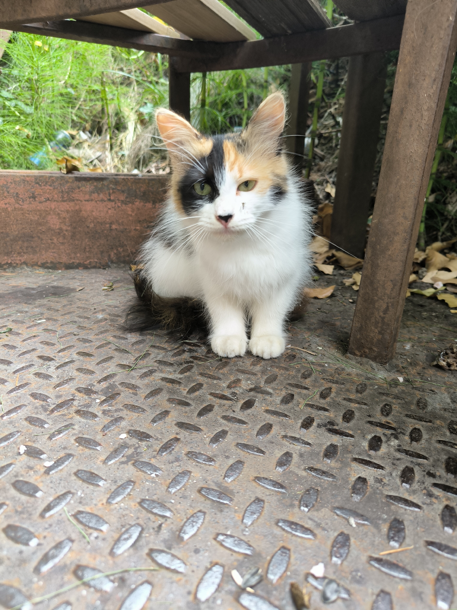 A calico cat with white, black, and orange fur sits on a diamond plate metal surface beneath a wooden structure, likely part of an outdoor seating area or shelter. The cat is facing the camera, with its front paws neatly tucked underneath its chest. Its fur is somewhat fluffy, particularly around its neck and face. The background shows green foliage and some fallen leaves, suggesting an outdoor, possibly natural or semi-urban environment. There is also a rusty metal railing or support visible to the right of the cat. The lighting indicates it is daytime.