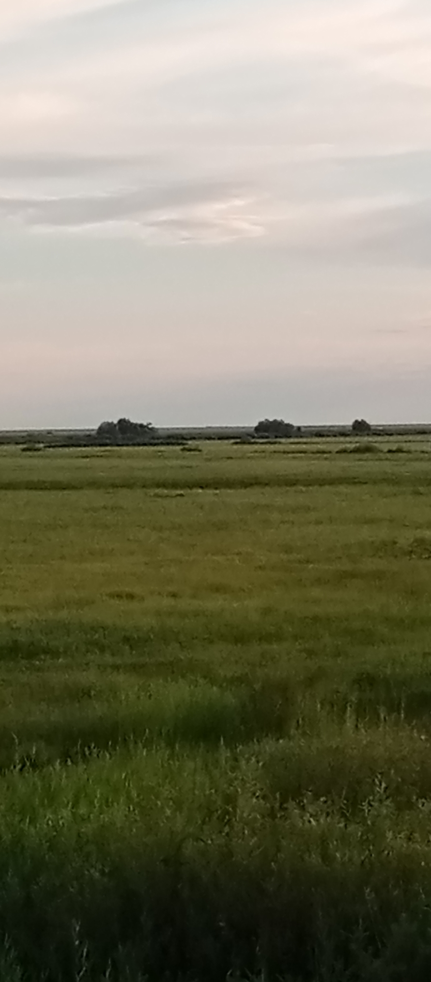 This media file depicts a wide, expansive grassland under a pale, overcast sky. The scene is dominated by shades of green, with variations in hue suggesting different types of vegetation or possibly changes in lighting across the field. In the middle ground, a dark, low-lying line separates the grassland from the sky, with small clusters of dark shapes, likely trees or bushes, dotting this line. These formations are sparse and appear to be islands of vegetation within a flatter landscape.
The time of day appears to be either early morning or late evening, given the soft, diffused light and the muted colors of the sky. The weather is overcast, contributing to the subdued atmosphere of the image. There are no people or man-made objects visible, focusing the viewer's attention on the natural landscape. The overall impression is one of vastness and tranquility, characteristic of open plains or steppes. The location context of Marinovka, Kazakhstan, aligns with this interpretation of a rural, natural environment. No text is visible in the image.