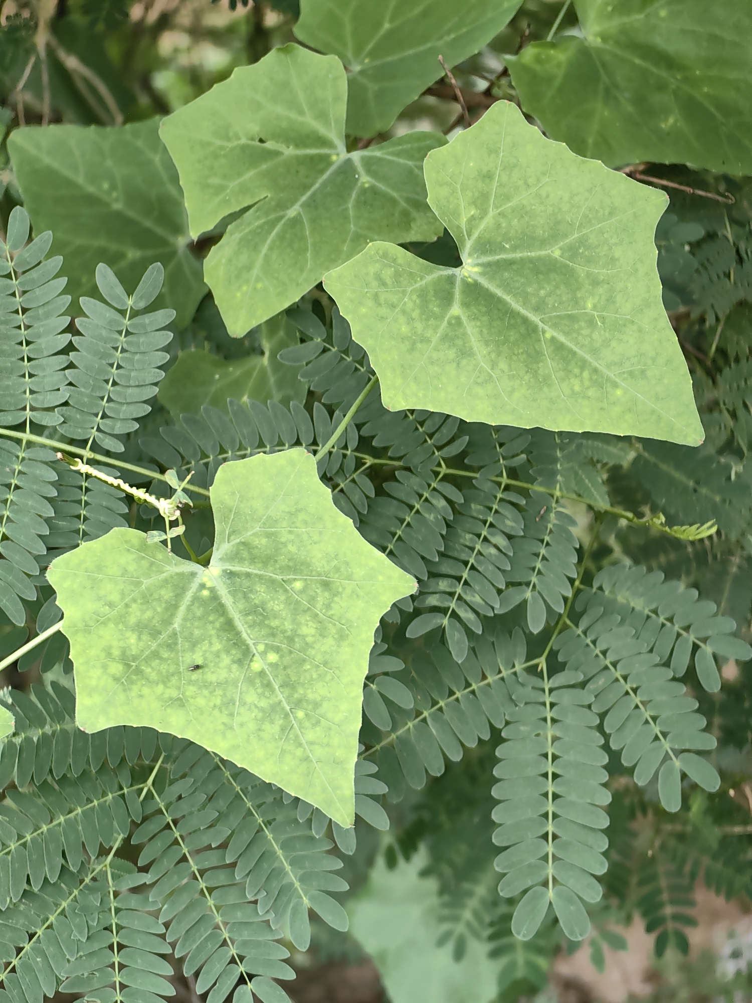 A close-up, eye-level shot captures a cluster of green leaves from two different plants. In the foreground, two heart-shaped leaves with visible veins are prominent. These leaves are a lighter shade of green with some yellowing and have slightly serrated edges. One of these leaves has a small black insect resting on its surface. Behind and interspersed with these larger leaves are the feathery, compound leaves of another plant, which are a darker, more uniform green. The background consists of blurred foliage and branches, suggesting an outdoor environment. This image was taken in Waghola, India.