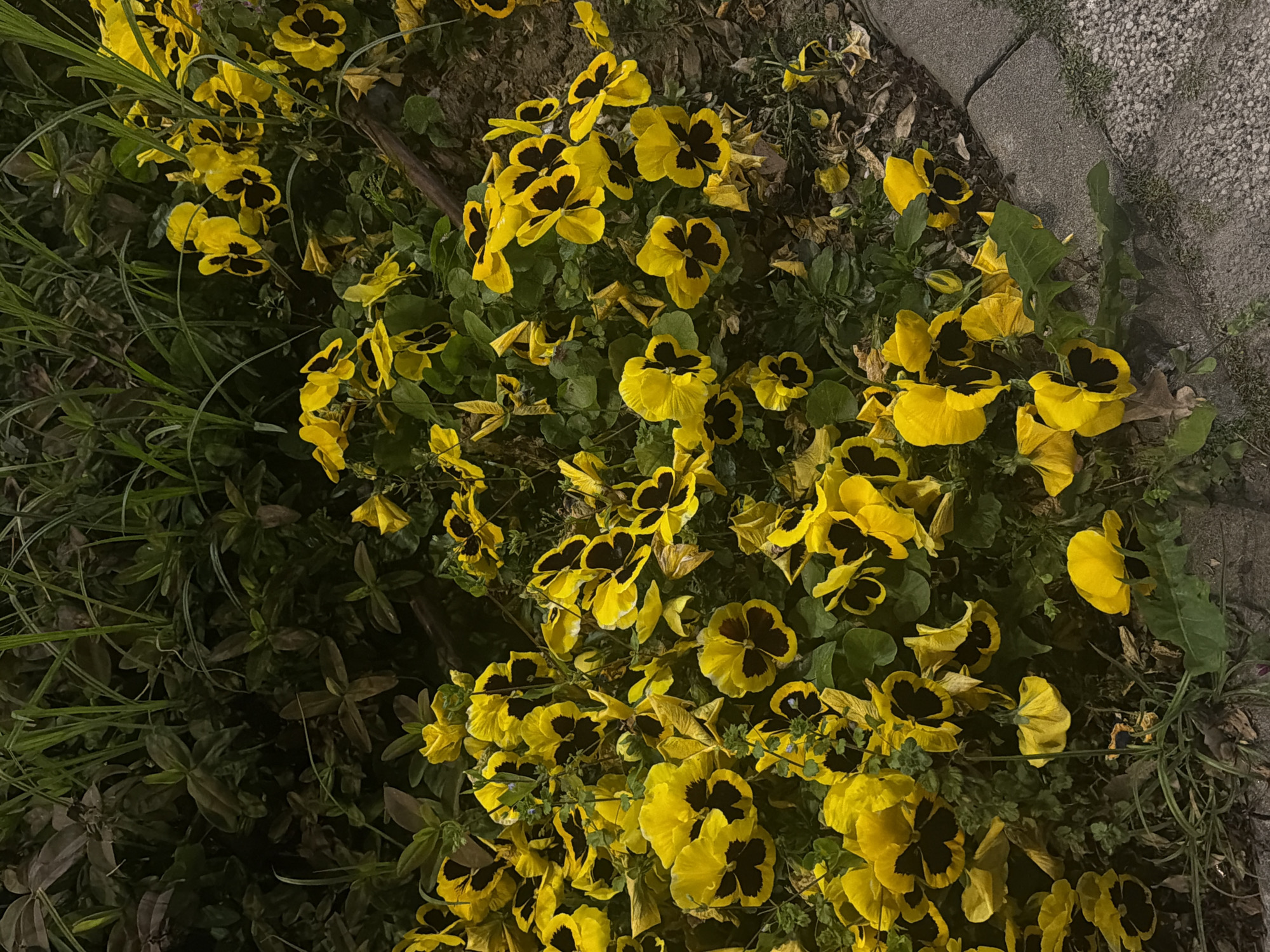 The media file displays a vibrant close-up view of numerous yellow pansies with dark, almost black, centers, blooming abundantly. The flowers are the dominant feature, clustered together amidst a bed of green foliage and some dry leaves. The dim lighting suggests it is either dusk or nighttime, with the bright yellow petals appearing to glow against the darker background, possibly illuminated by an artificial light source.
To the right side of the image, a grey concrete curb or pathway edge is visible, separating the flowerbed from what appears to be a paved area. The texture of the concrete is rough, and some small weeds or grass grow along its edge. The ground beneath the flowers and foliage is dark earth, partially covered by fallen leaves.
The scene captures a static moment of nature, showcasing the beauty of the flowers. There is no specific activity taking place. The overall impression is one of natural beauty in a subdued light setting, likely within a garden or public green space in Plovdiv, Bulgaria. No text is visible in the image.