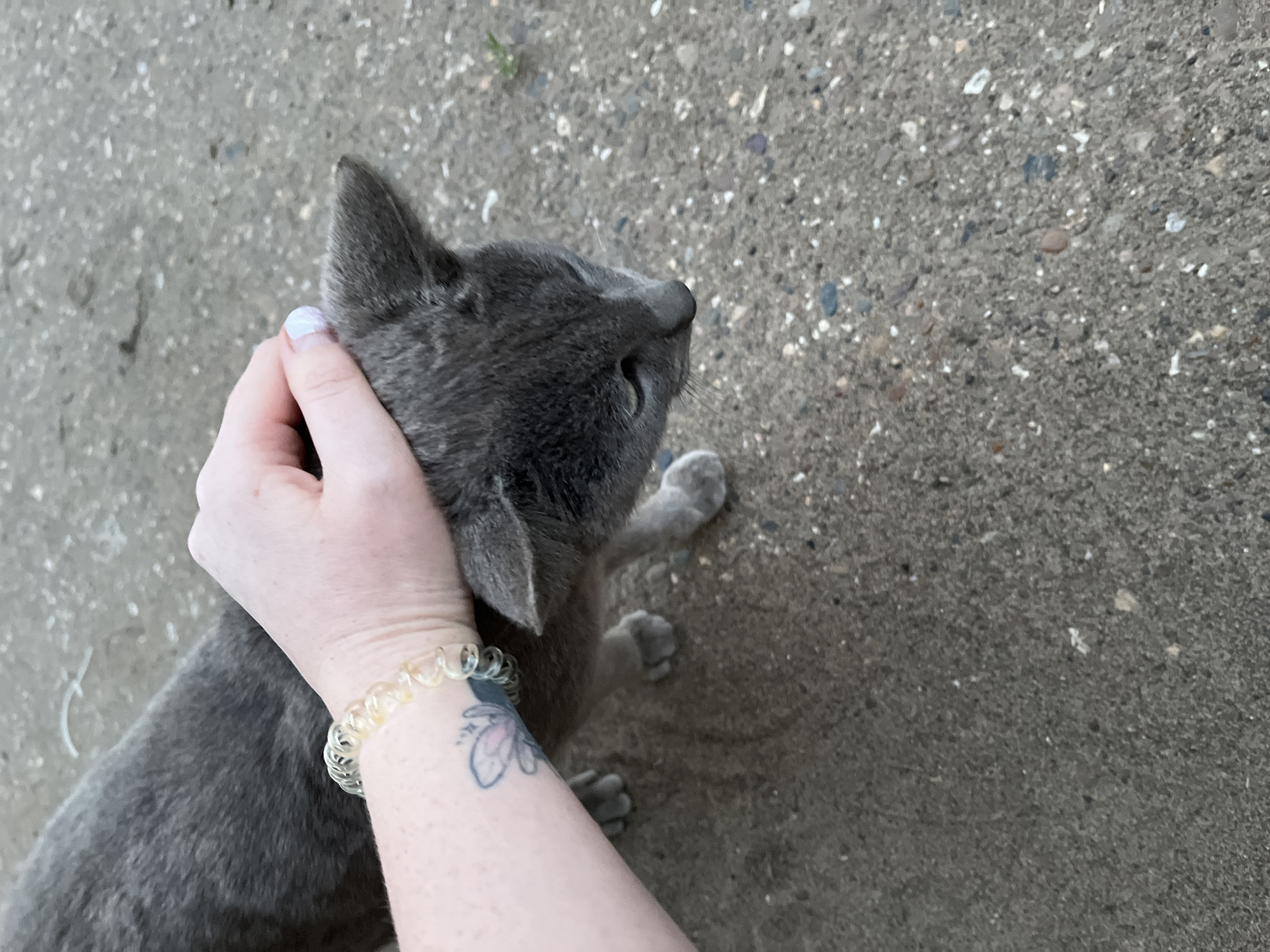 A gray cat is being petted on the head by a person with light skin. The person has a clear bracelet on their wrist and a tattoo of a flower on their forearm. The cat is positioned in the upper left of the image. The background is a textured gray surface. The image was taken outdoors. Ольховка, Russia is not specified in the image.