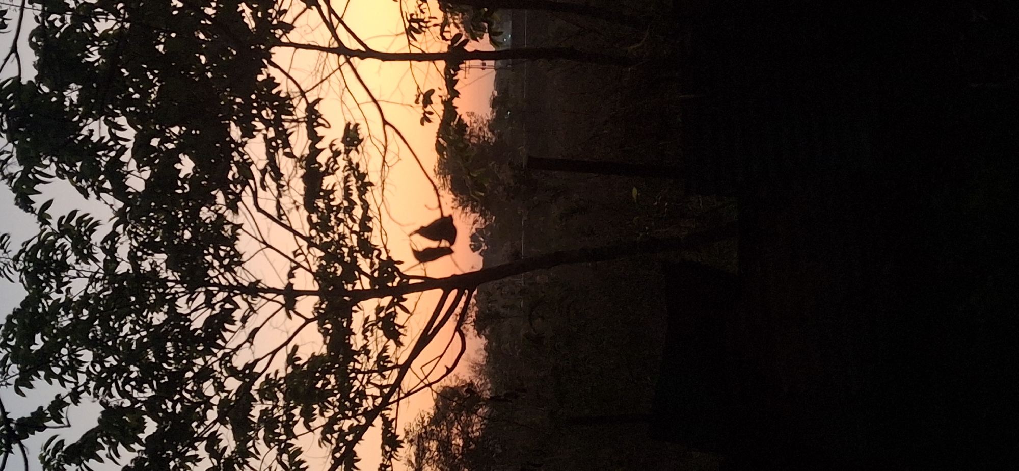 The image depicts a sunset scene in Vallecito, Venezuela, viewed through silhouetted trees. The sky is a gradient of orange and yellow, with branches and leaves in the foreground appearing dark against the bright background. Two birds are perched on a branch. The background is mostly dark, with some indistinct shapes of trees and possibly structures.