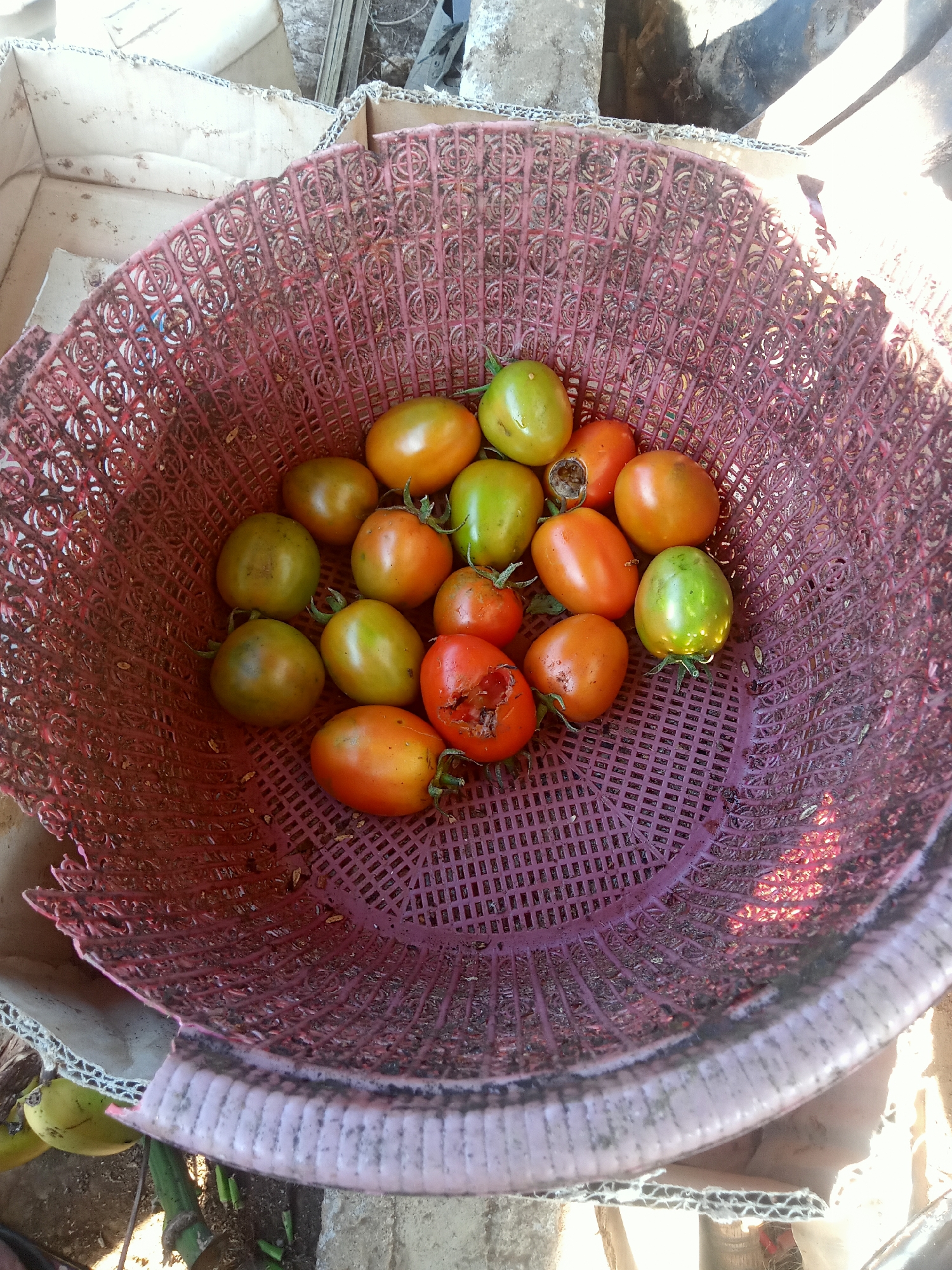 In a close-up, overhead shot taken outdoors, a rustic pink plastic basket overflows with ripe and unripe tomatoes, some showing signs of damage. The basket, slightly worn and dusty, sits nestled within the remnants of cardboard boxes. The surrounding environment appears to be a utilitarian area, possibly a yard or storage space, with visible dirt, debris, and fragments of what could be discarded materials. Sunlight illuminates the scene, casting shadows and highlighting the textures of the tomatoes and the basket. This image captures a moment of harvested produce in a raw, unrefined setting.