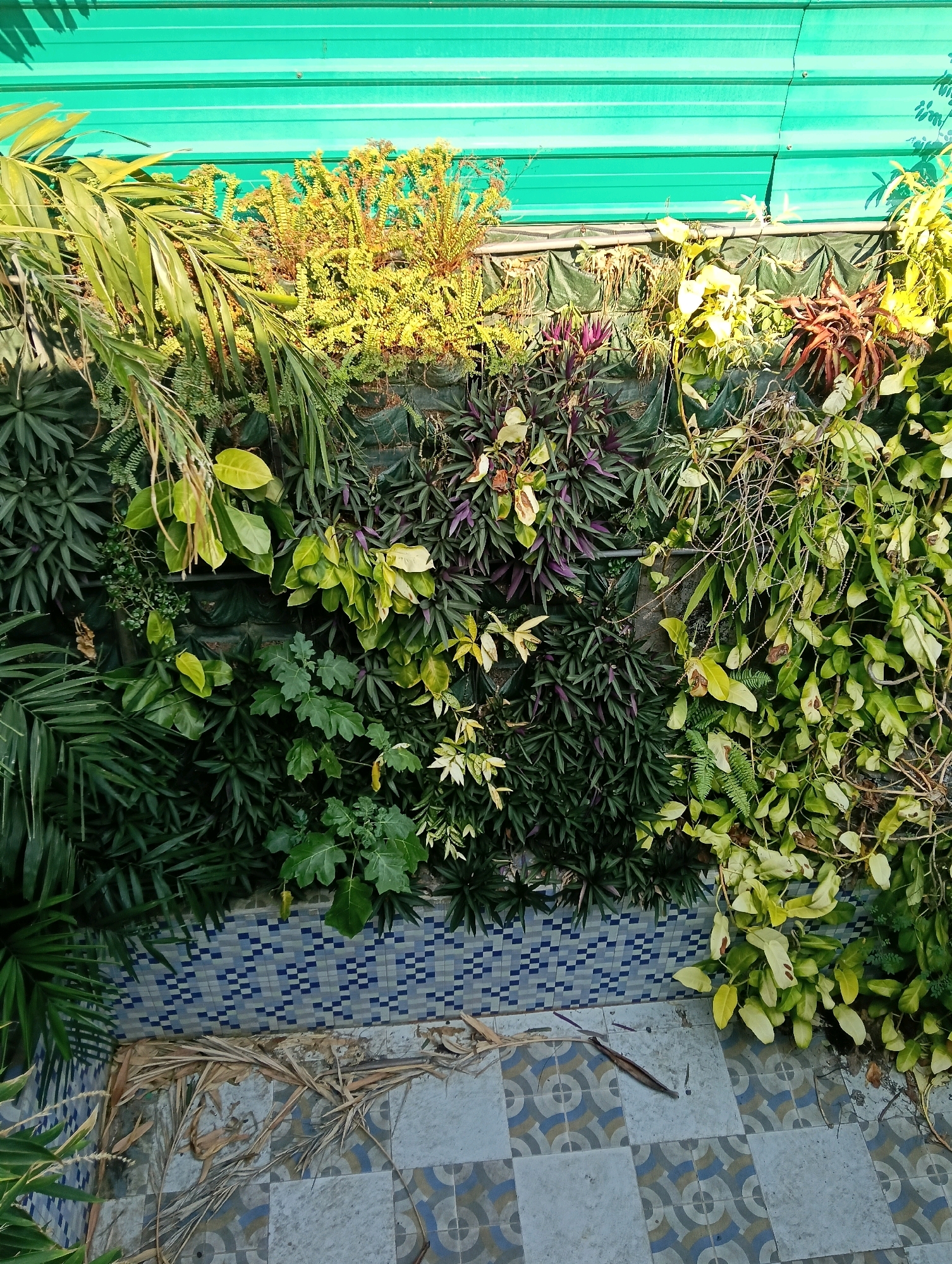 The image depicts a vertical garden setup against a corrugated green metal sheeting roof. The garden is comprised of a dense arrangement of various plants with diverse foliage colors and textures. Prominently featured are large, feathery palm fronds on the left, interspersed with smaller, darker green leaves and some ferns. The central and right sections showcase plants with narrower, elongated leaves in shades of dark green and purple, alongside lighter green, broad-leaved plants and some with yellowing or variegated foliage. In the upper section, clusters of bright yellow-green fern-like plants are visible. The garden is installed on a dark green fabric backing. Below the garden, the wall transitions to a mosaic tile pattern with blue and white squares. The ground area is paved with large, light-colored square tiles featuring circular blue and gray patterns. Scattered dry leaves and plant debris are present on the tiled ground. There are no people or animals visible in the scene. The overall impression is one of an outdoor green wall installation, likely in a residential or commercial setting in Papahan, Indonesia.