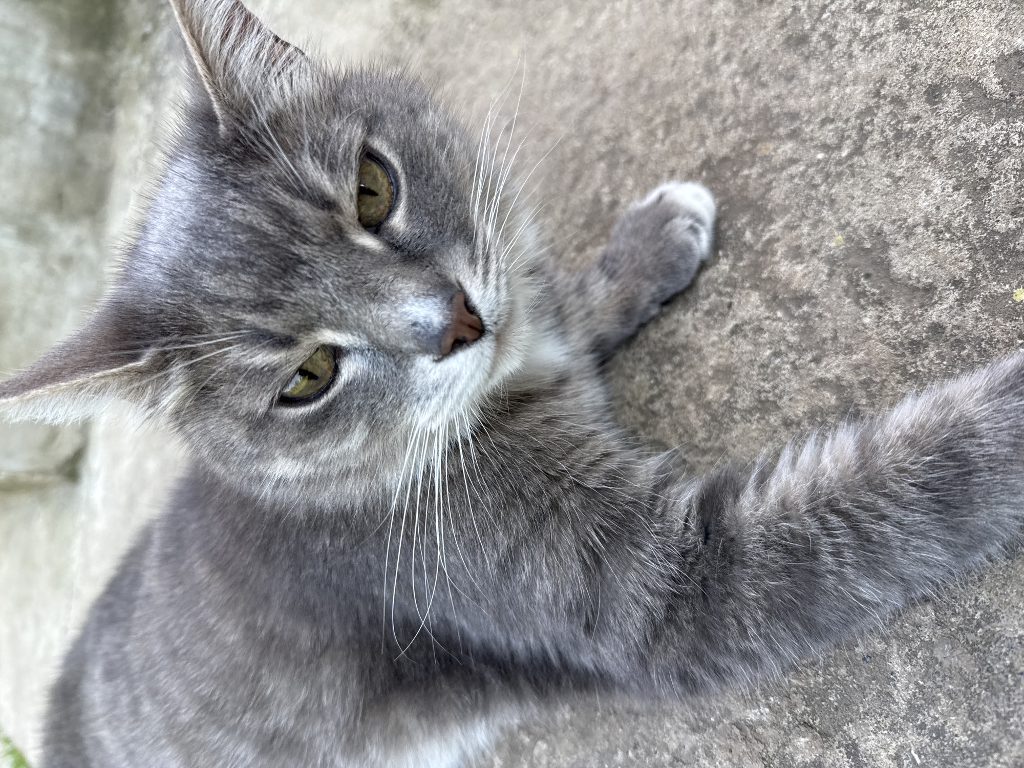 A close-up, eye-level shot captures a medium-haired gray cat lying on a textured concrete surface. The cat's fur exhibits a tabby pattern with darker gray stripes against a lighter gray base. Its eyes are a striking yellow-green, and its gaze is directed slightly to the left of the camera. The cat's right paw, with white fur on its paw pad, is visible resting on the concrete. The background is softly blurred, suggesting an outdoor setting. The image appears to have been taken during daylight hours.