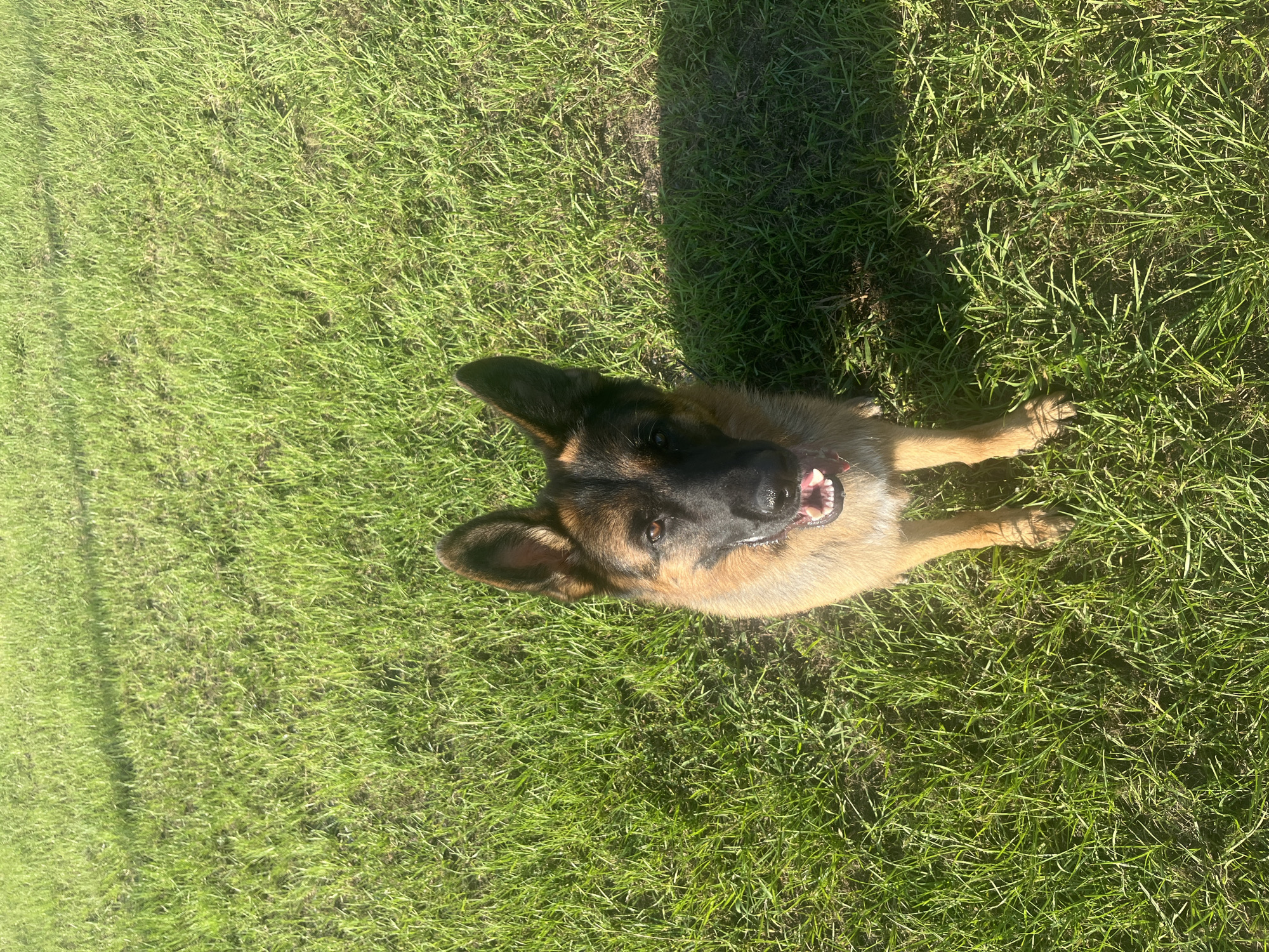 This is a vertical, eye-level, full-shot photograph of a German Shepherd lying on bright green grass. The dog is facing upwards, its head tilted slightly to the right. Its mouth is open, revealing pink gums and white teeth, and its tongue is visible. The dog's ears are perked up, and its brown eyes are looking directly at the camera. The dog's fur is a mix of tan and black, with the characteristic German Shepherd markings.
The setting is a grassy area, likely a lawn, bathed in bright sunlight. The sunlight casts a long, distinct shadow on the grass to the left of the dog, suggesting a late afternoon or early morning time of day. The grass appears healthy and well-maintained. The location context provided is Pooler, United States of America. There are no people or man-made objects visible in the frame. The overall mood is bright and cheerful, with the dog appearing alert and happy.
