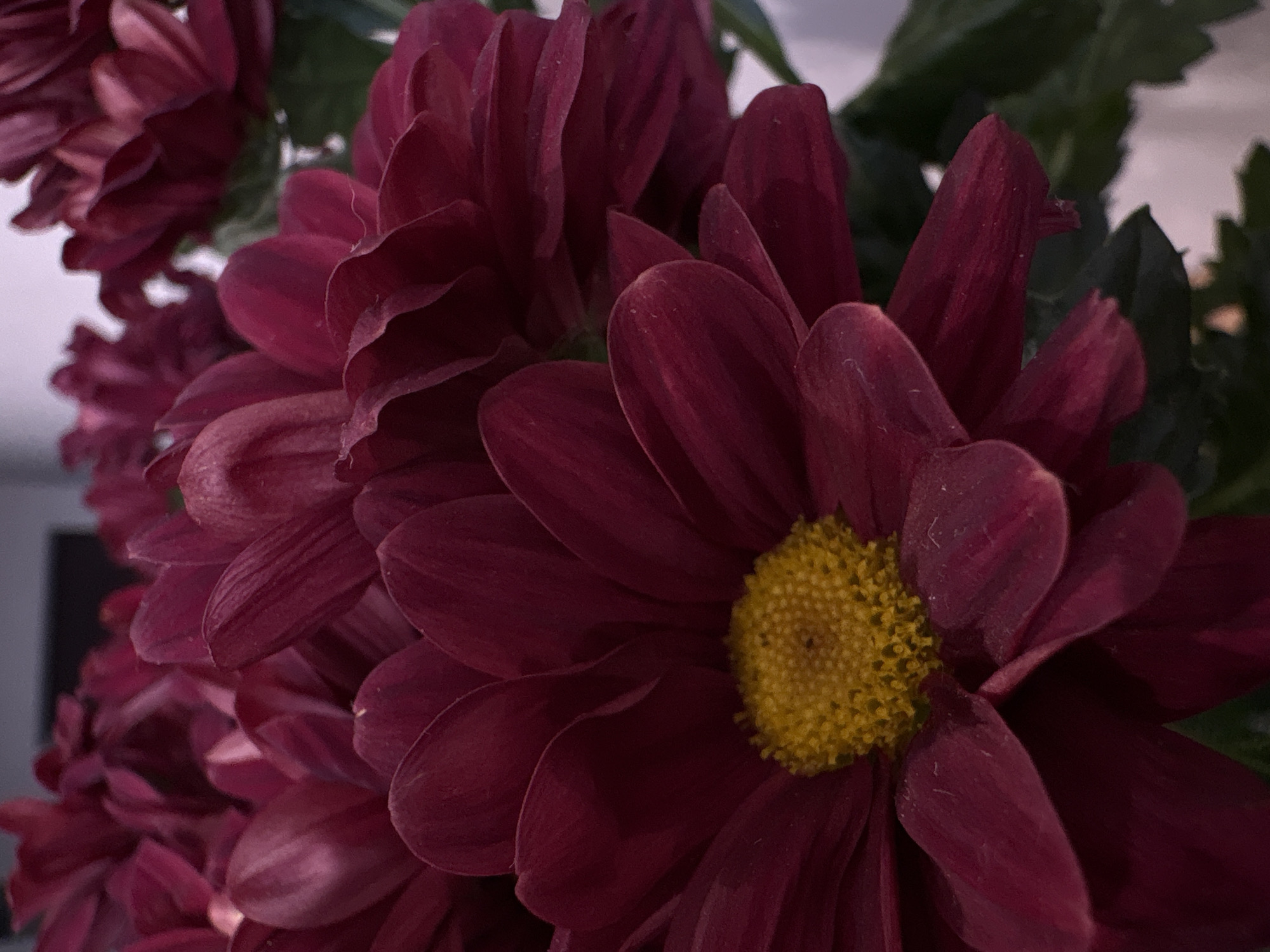 A close-up image shows a bouquet of dark reddish-purple chrysanthemums. The center of one flower displays a bright yellow disk. Green leaves are partially visible amidst the petals. The location in the city of Kazan, Russia is undetermined.