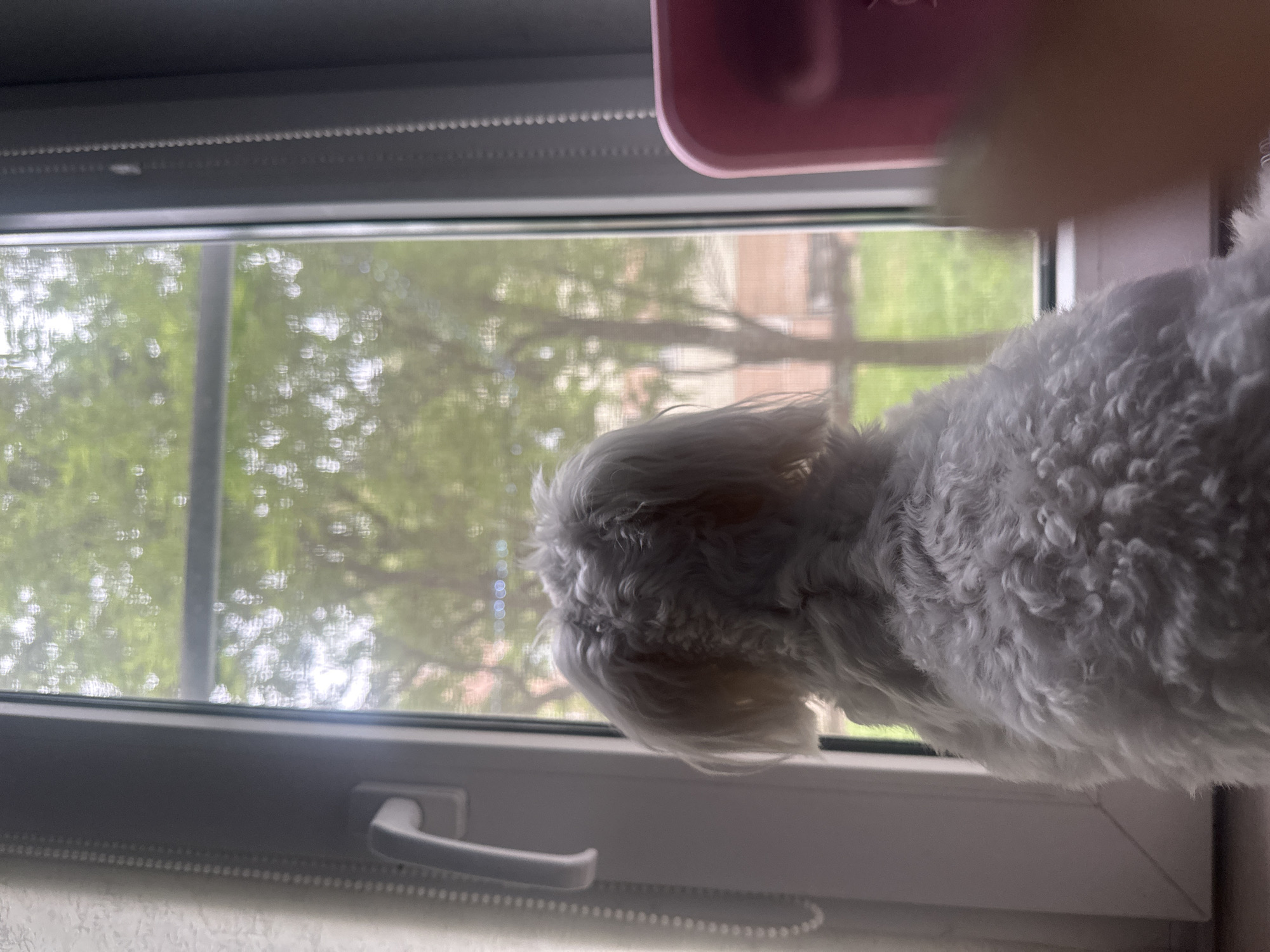 A small, fluffy white dog sits on a windowsill, facing away from the camera and looking out a window. The dog has long, shaggy fur. Through the window, a blurred view of green trees and buildings is visible. A pink object, possibly a toy or container, is partially visible on the right side of the frame. The interior of the room appears to be dimly lit, with a white handle on the left side of the window frame. The scene is likely an indoor setting in Petropavlovsk-Kamchatsky, Russia, as indicated by the location.