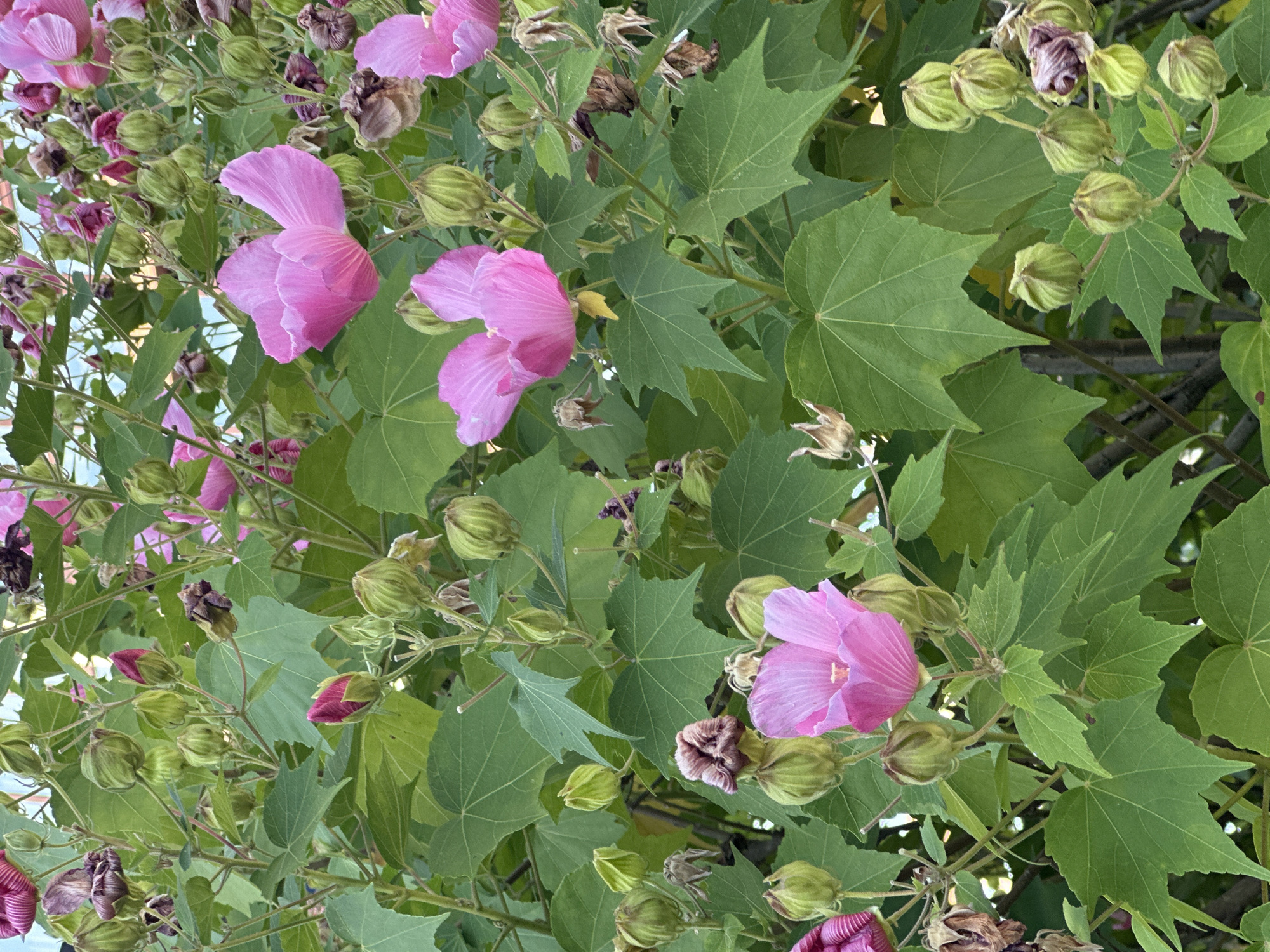 The image shows a close-up view of a Hibiscus plant with multiple pink flowers in various stages of bloom, as well as numerous green seed pods and some dried, withered flower remnants. The leaves are large, green, and palmately lobed. The background is a blur of green foliage and hints of light blue sky. The scene appears to be an outdoor setting, likely a garden or park. No people are visible in the image. The context of Sochi, Russia is not directly evident from the visual information presented in the image itself.