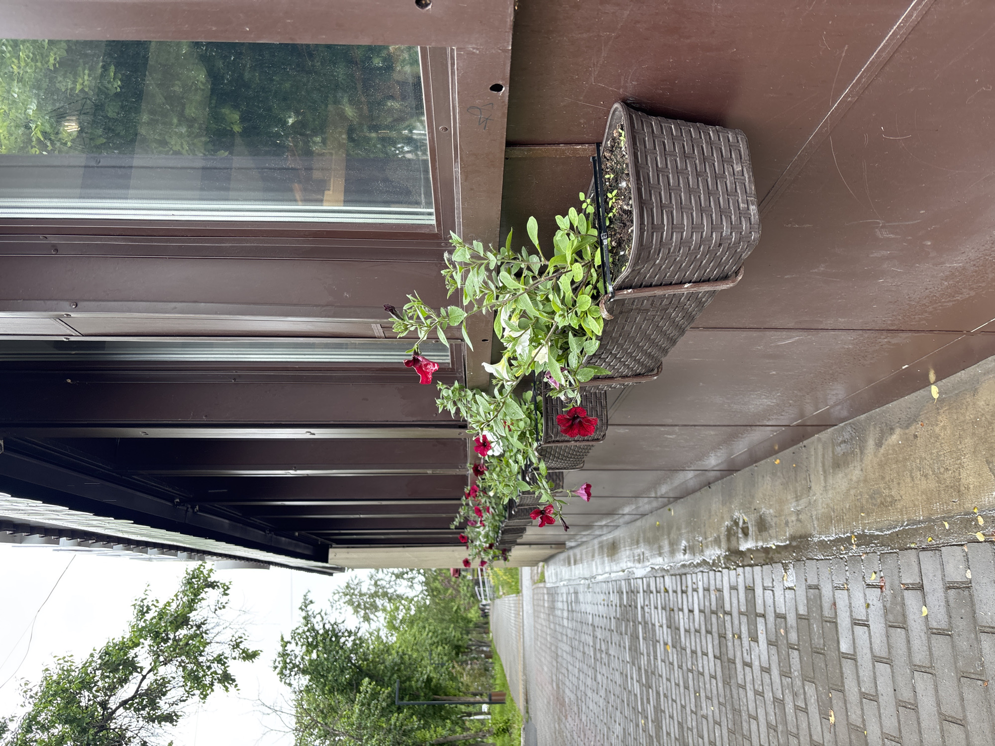 The image displays an exterior view of a building facade and an adjacent pathway, situated in what is identified as the city of Chaikovsky, Russia. The building presents a uniform brown, panelled exterior, featuring multiple windows reflecting the surrounding greenery and an overcast sky. A series of rectangular, dark brown, woven-texture window boxes are mounted along the building's lower section. These boxes contain green foliage and flowering plants, primarily petunias, displaying blossoms in red, dark pink, and some white or light pink hues. One visible window box also contains small green sprouts. The brown paneling shows rivets securing the sections and faint scratch marks, along with a small, indistinct graffiti-like mark between two windows on the right.
Adjacent to the building is a pathway constructed from interlocking grey pavers. The path is wet, indicating recent precipitation, with visible water streaks and small puddles along its edge where it meets the building's concrete base. A few scattered yellowed leaves are present on the wet pavement. The pathway extends into the distance, lined on the left by numerous deciduous trees with vibrant green foliage and several streetlights. The sky overhead is overcast and light grey. In the far background, several indistinct human figures are visible walking along the pathway, moving away from the viewer.