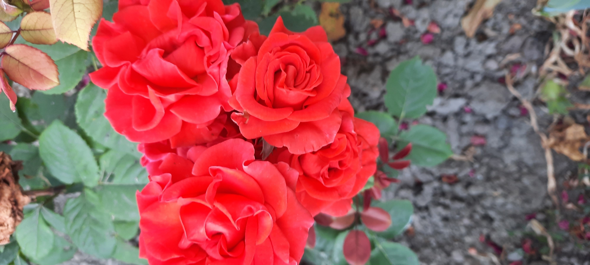 A close-up, vertical, outdoor shot shows a cluster of vibrant red roses in full bloom. The roses are the primary focus, with their velvety petals appearing slightly ruffled and layered. In the background, blurred green leaves and some faded brown leaves suggest a garden setting. The ground below the roses is a mix of soil and scattered rose petals, some of which are also a reddish hue. The overall impression is one of natural beauty and the transient state of blooming flowers. The image is not specific to Bocani, Moldova, or any particular city.